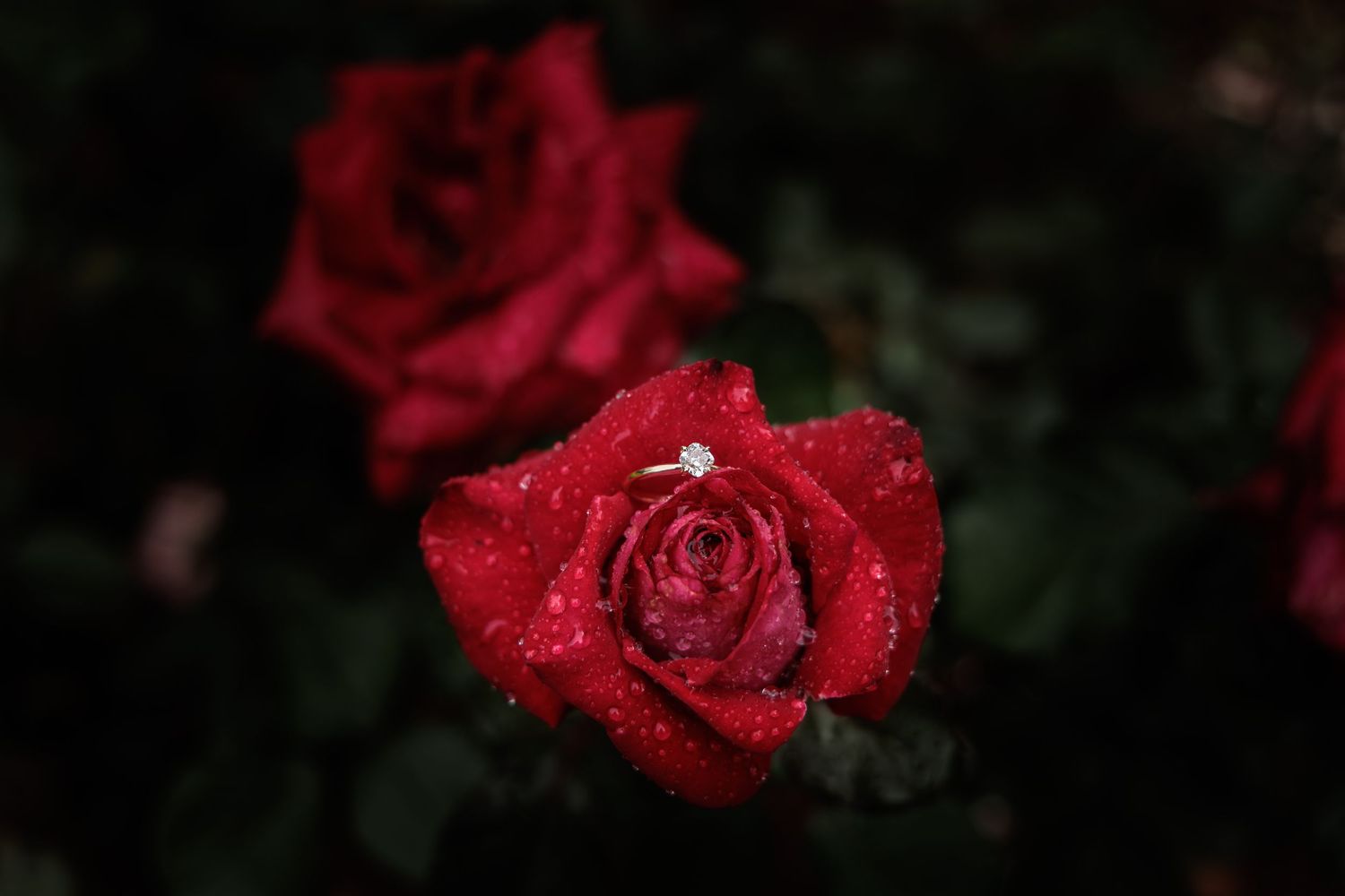 A series of vibrant red roses with water droplets glistening on their petals against a dark background.