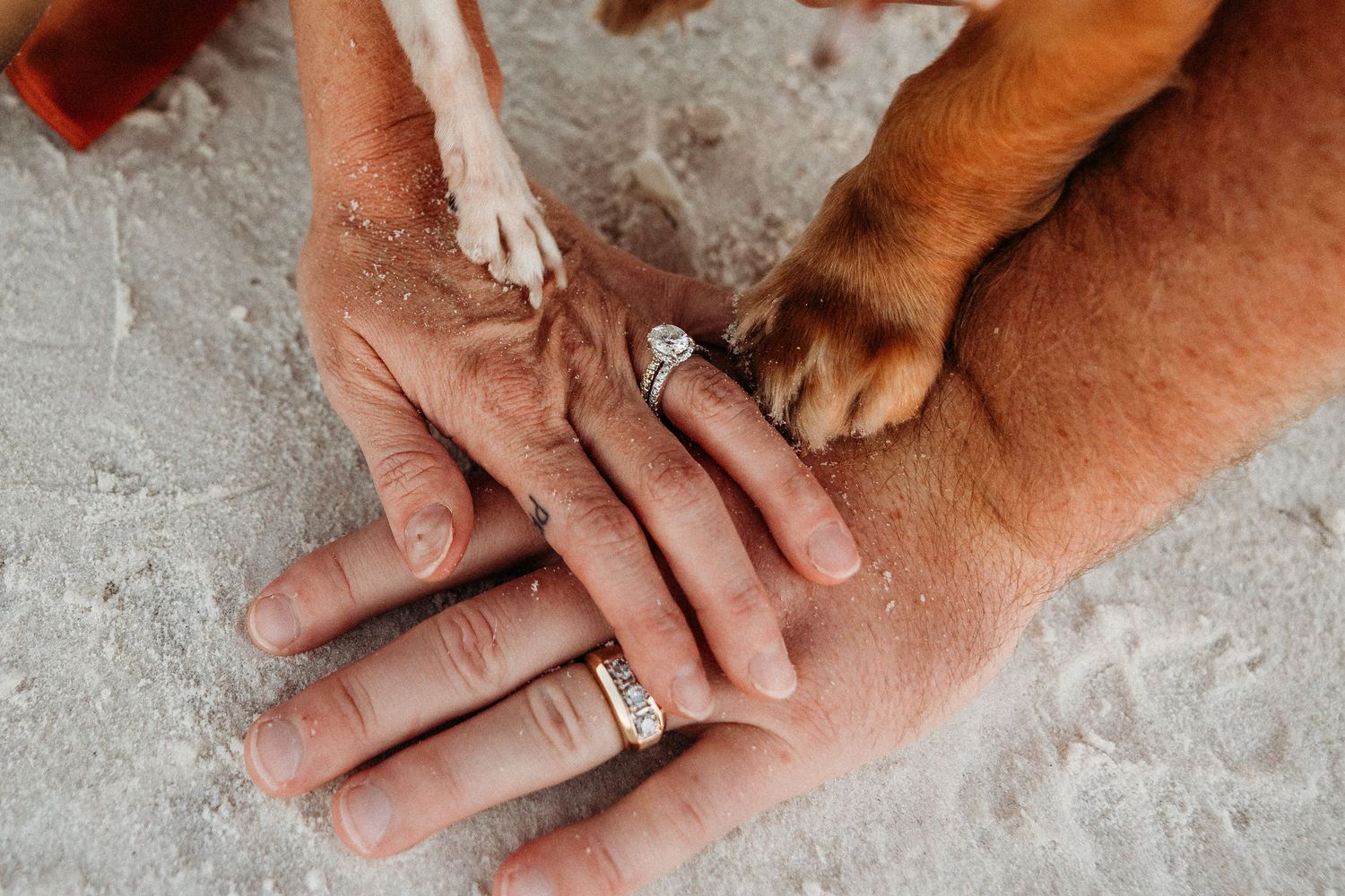 dog photoshoot