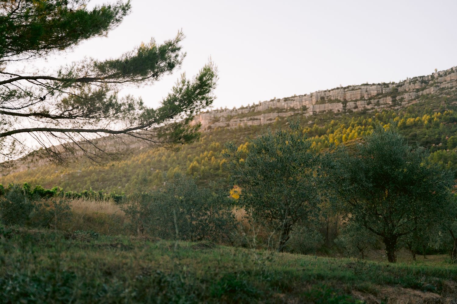 A panoramic view of rolling hills with scattered trees and yellow wildflowers against a cloudy sky.