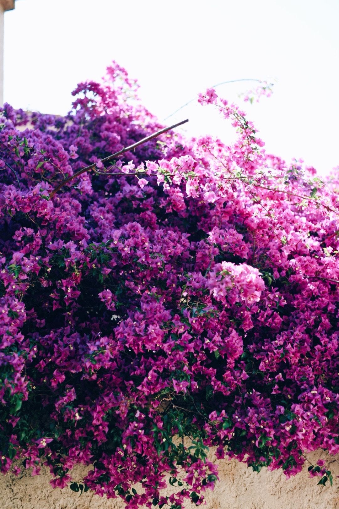 Vibrant pink bougainvillea flowers cascading over a light colored wall.