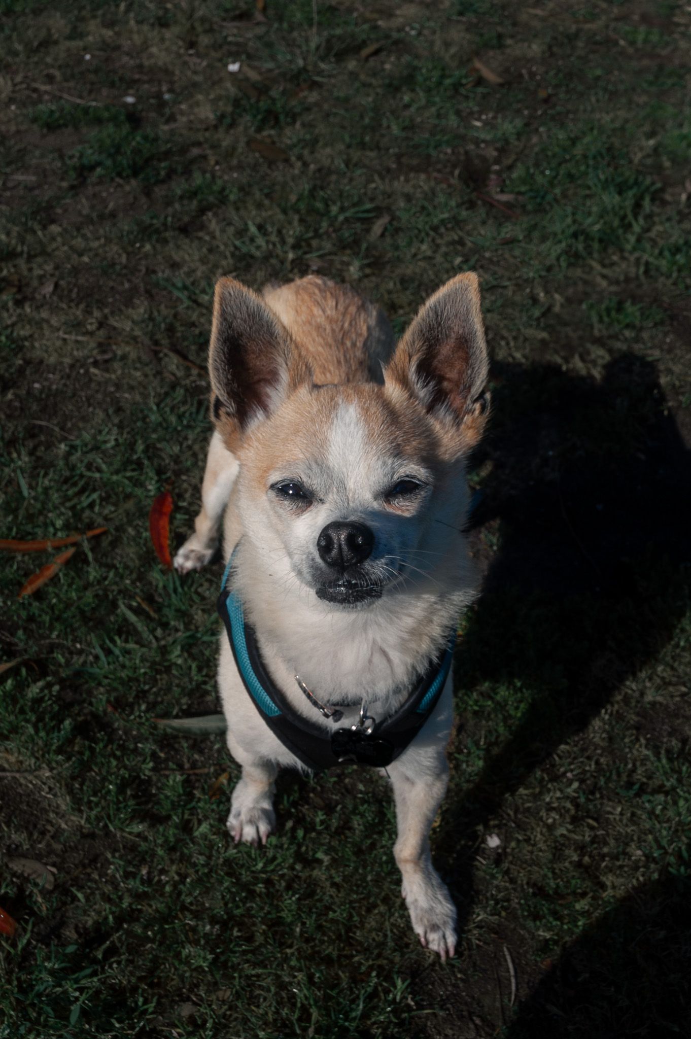 A cream-colored Chihuahua mix wearing a blue collar stands on grass while looking up at the camera.