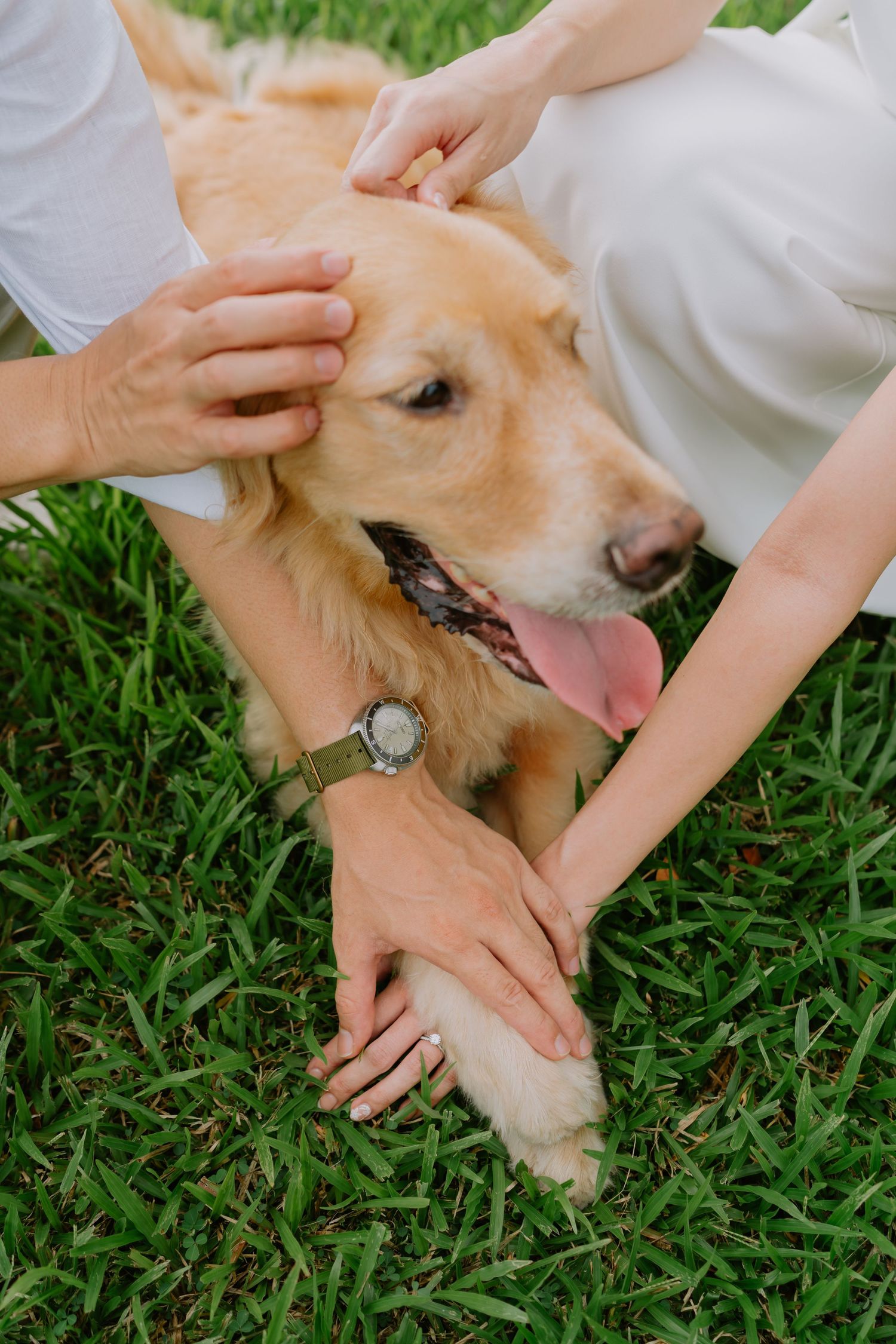 Close-up of couple's hands petting a golden retriever lying on green grass.