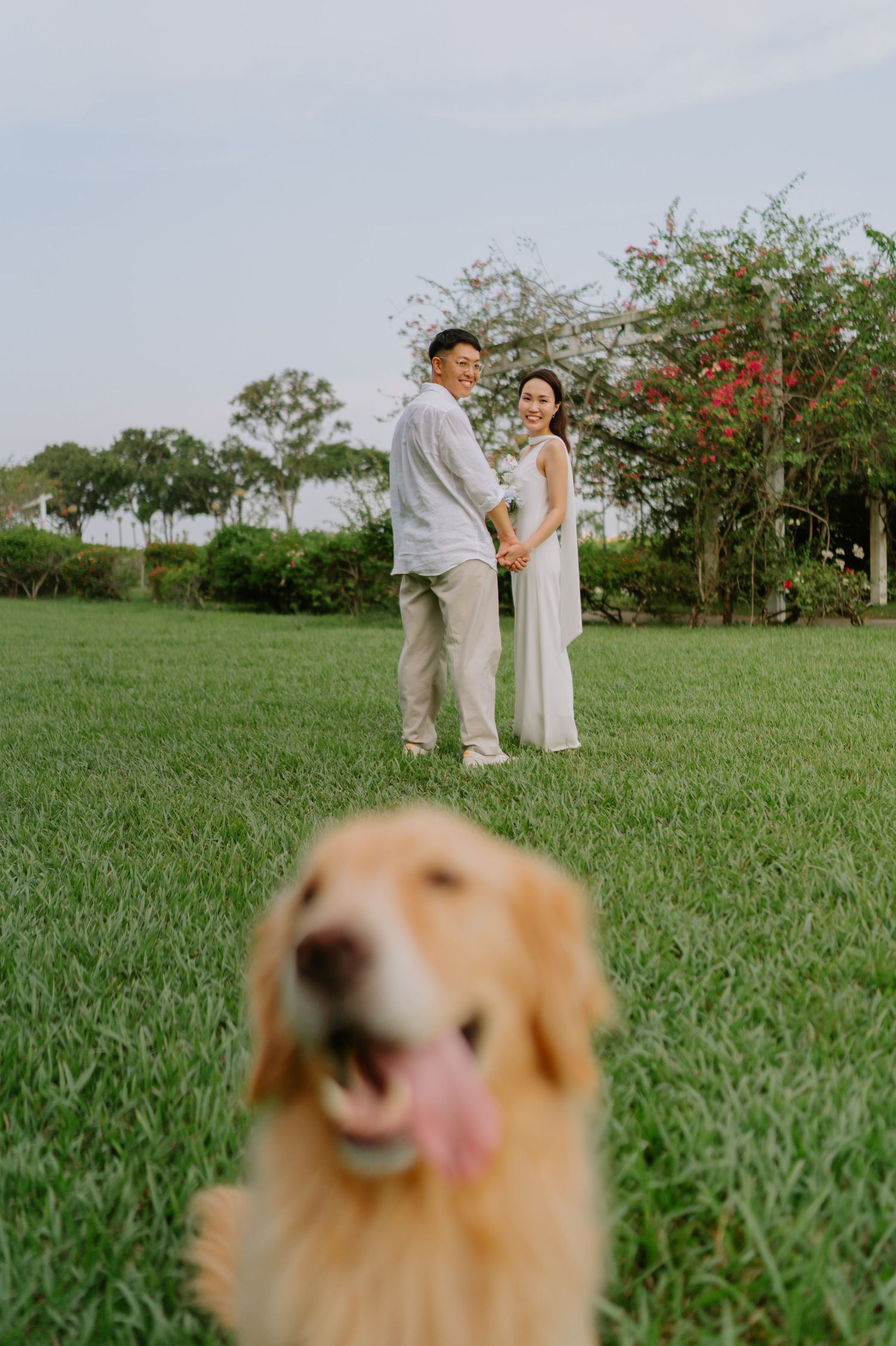 Wedding couple holds hands on green lawn while golden retriever poses in foreground with tongue out.