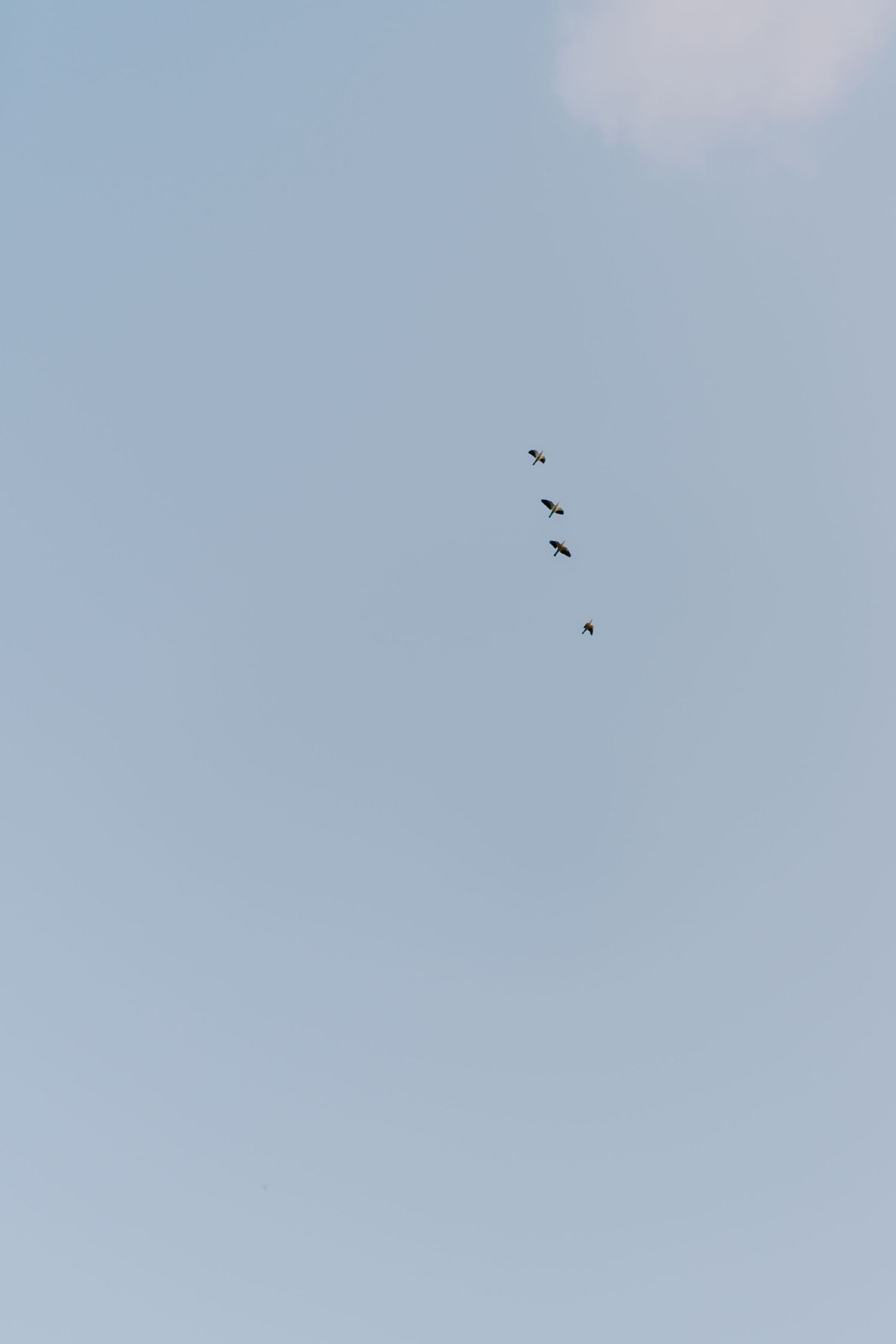 Four birds flying in formation against a clear light blue sky on a sunny day.
