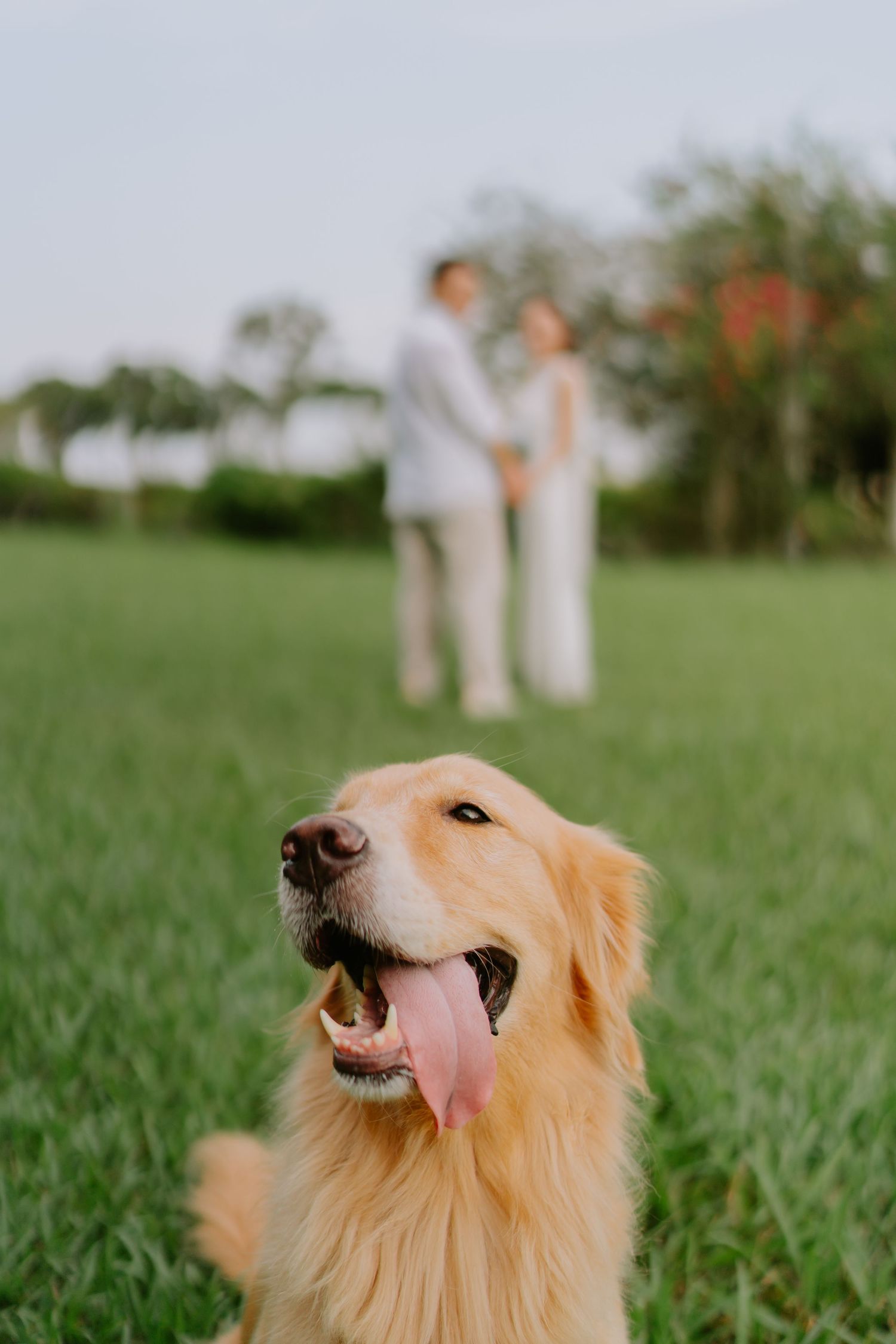 Happy golden retriever with tongue out sits in grass with blurred wedding couple in background.