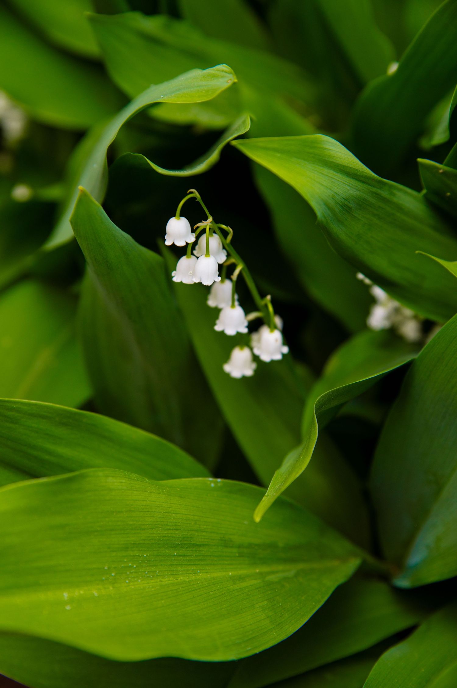 Delicate white lily of the valley flowers blooming among lush green leaves in a garden setting.