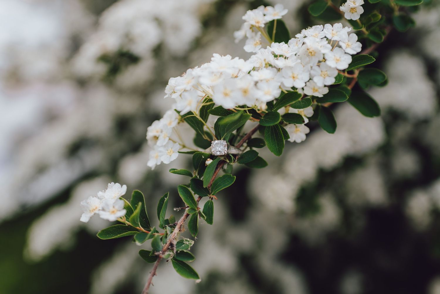 Delicate white flowers blooming on branches with small green leaves in soft focus.