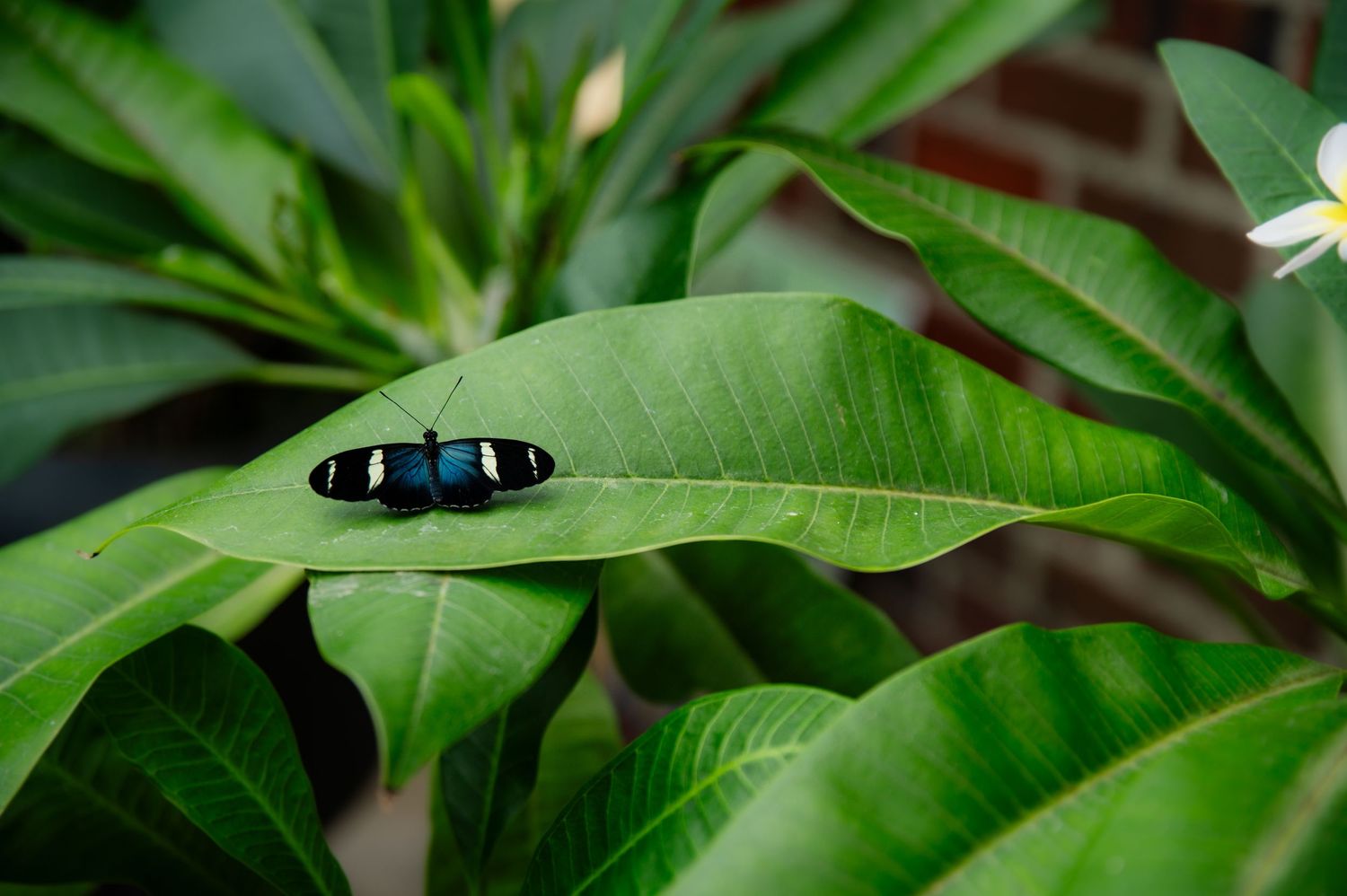 Black and white striped butterfly rests on a vibrant green leaf in a tropical garden setting.