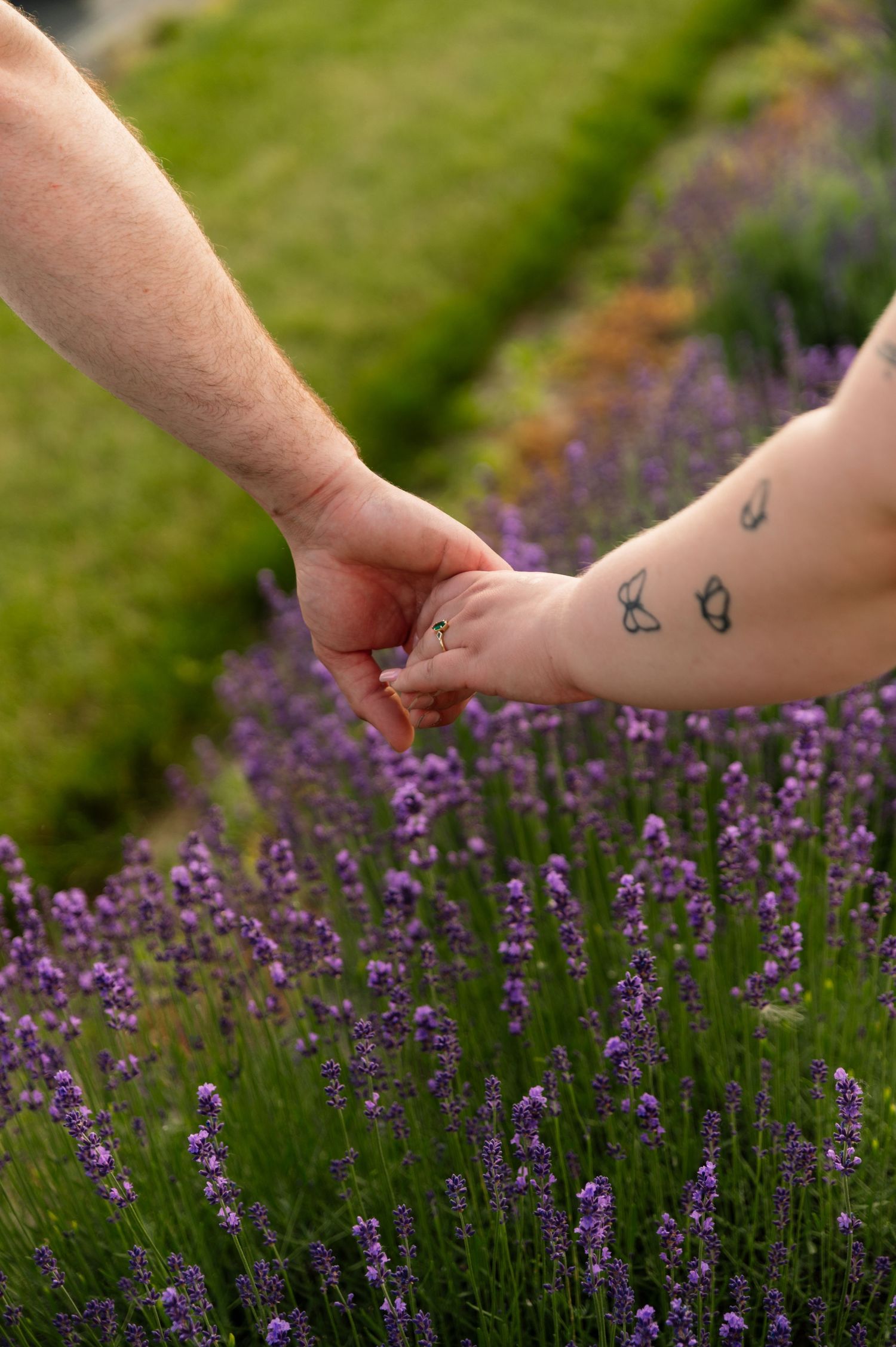 Two hands clasp together above blooming purple lavender flowers.