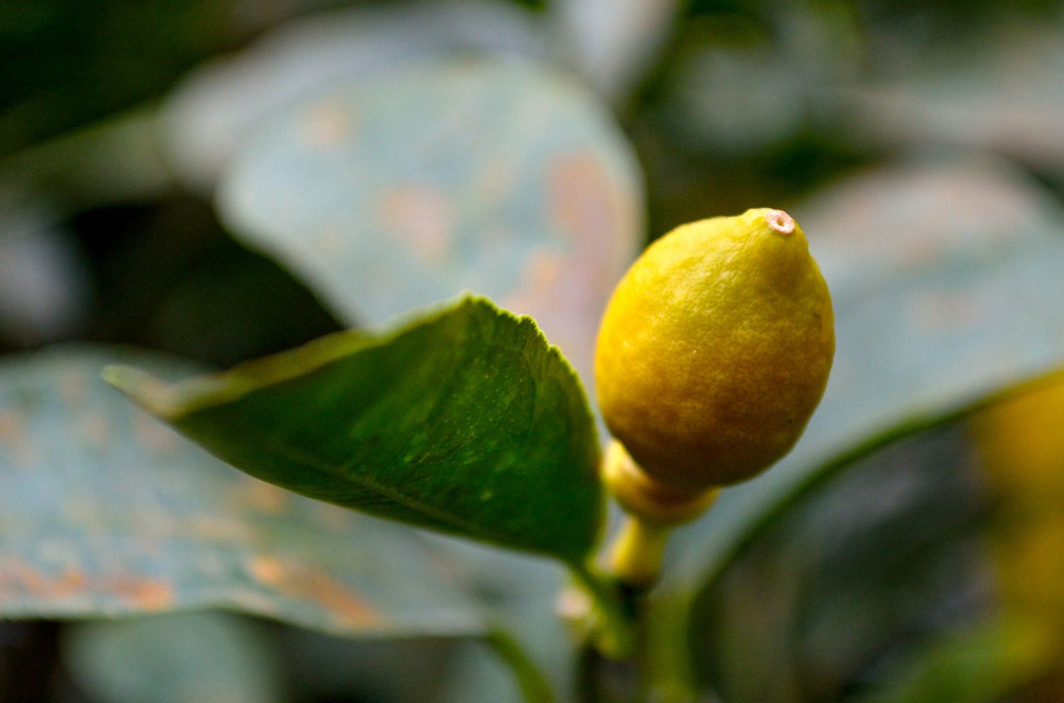 A yellow lemon growing on a tree branch with green leaves in soft focus background.