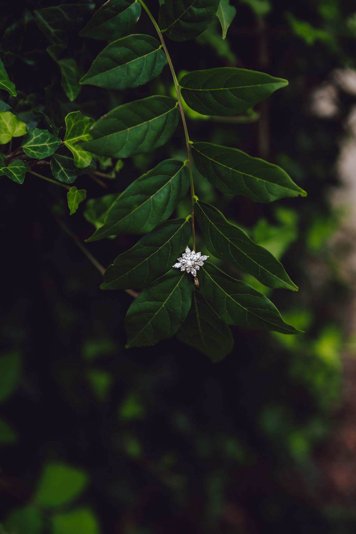 Dark green leaves with a small white flower bloom against a blurred natural background.