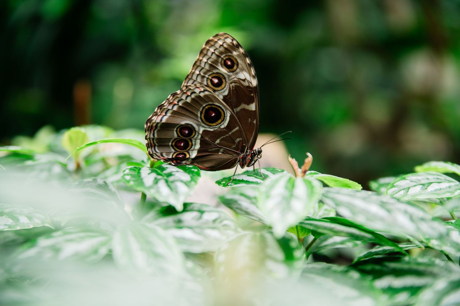 A brown owl butterfly perches delicately on green leaves in a garden setting, showcasing its intricate wing patterns.