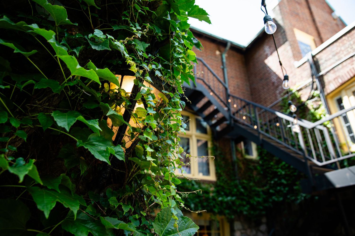 Green ivy vines climb and wind across rustic red brick buildings and walls in an urban setting.