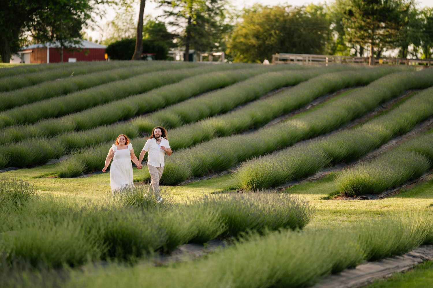 Two figures walk hand in hand through rows of lavender in a golden sunset.