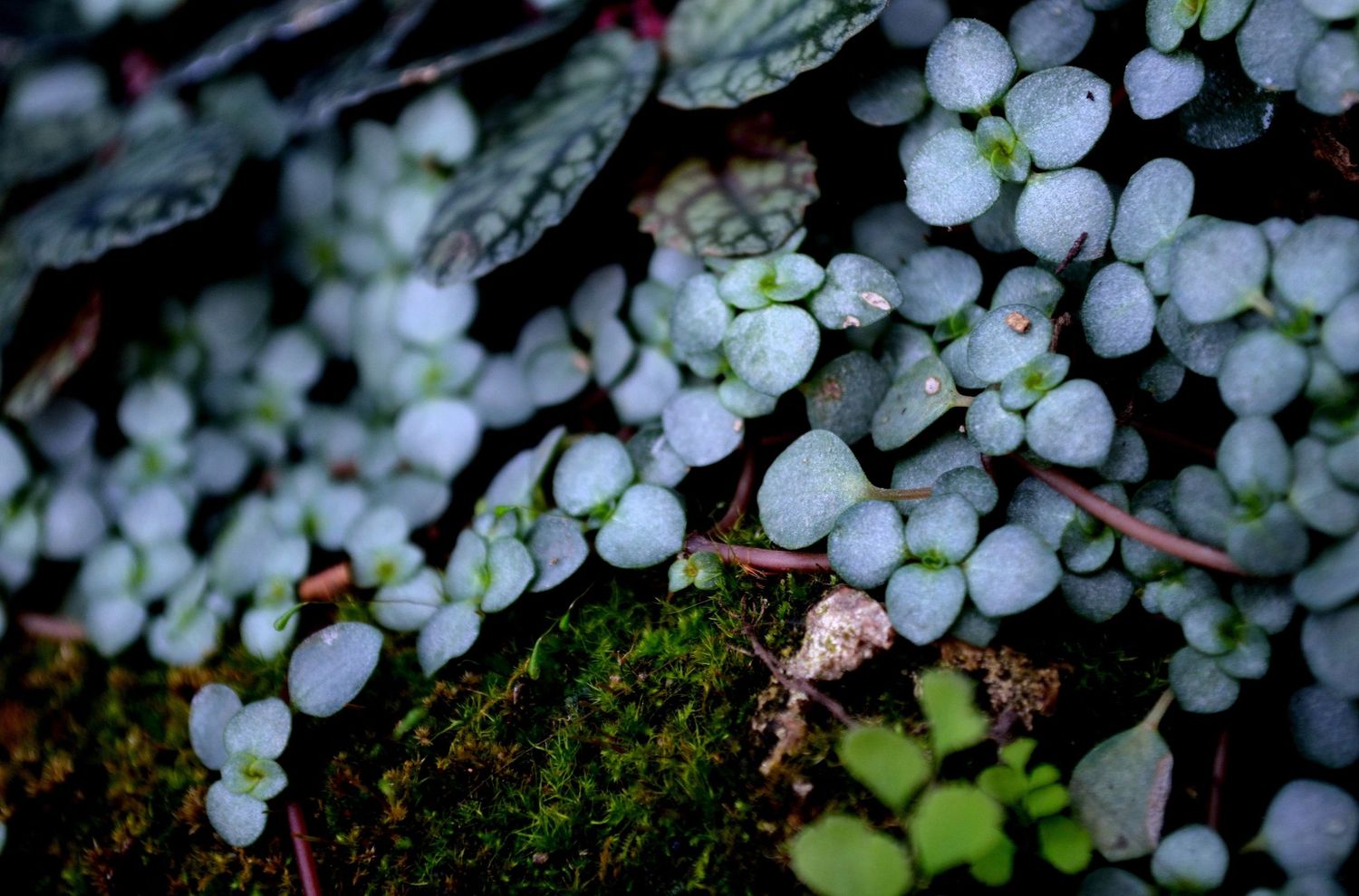 White cherry blossoms frame a tranquil garden setting with moss-covered stones and lush greenery in springtime.