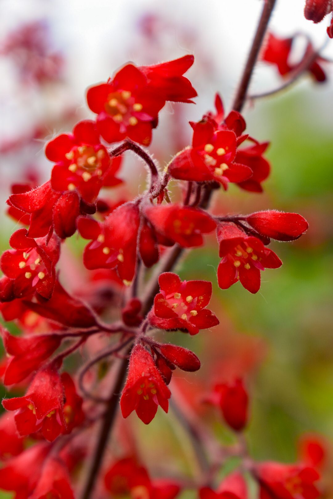Close-up of vibrant red coral bells (Heuchera) flowers blooming on delicate stems against a soft blurred background.