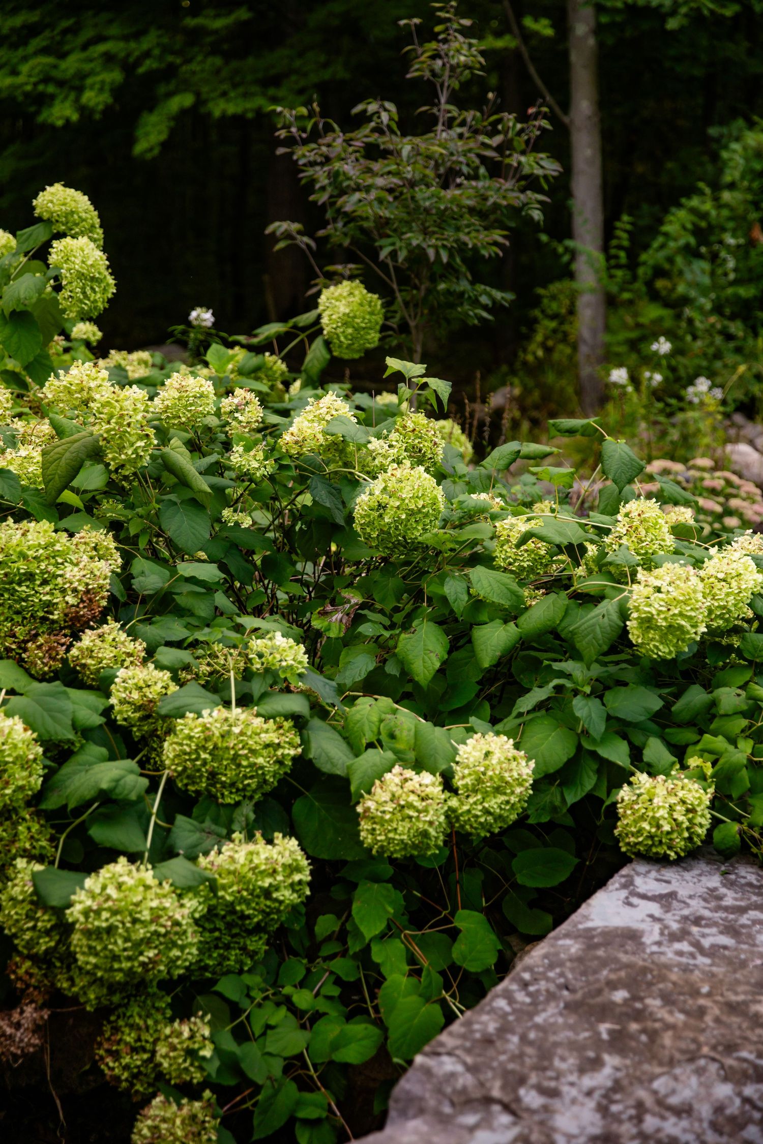 Lush green hydrangea flowers blooming beside a large natural stone in a woodland garden setting.