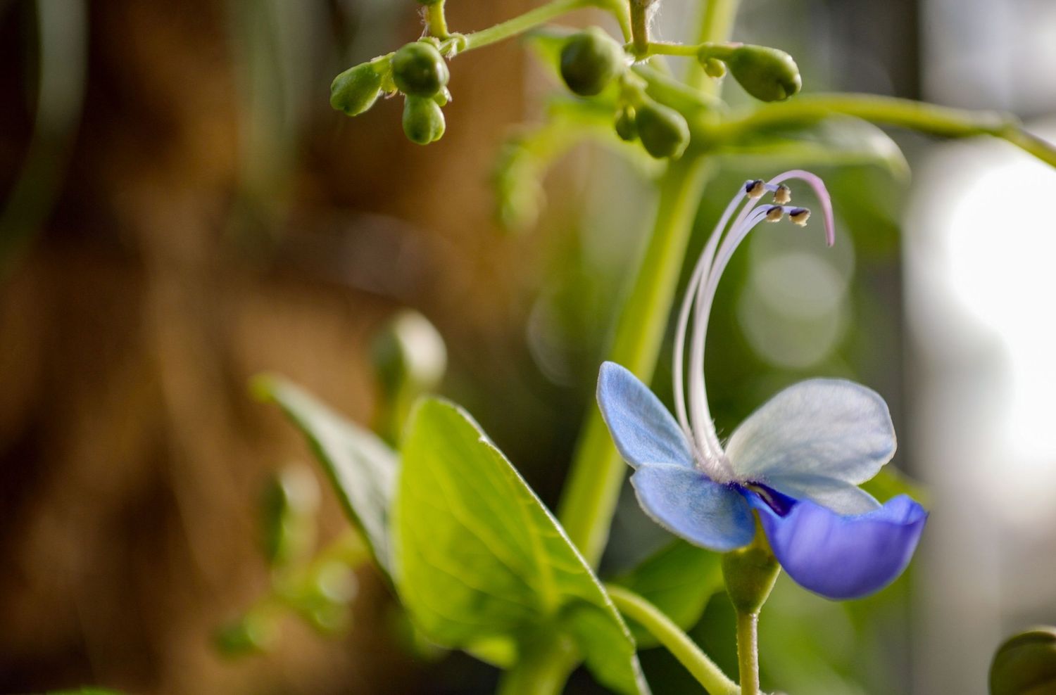 A delicate blue and white butterfly perches on a green plant stem against a soft blurred background.