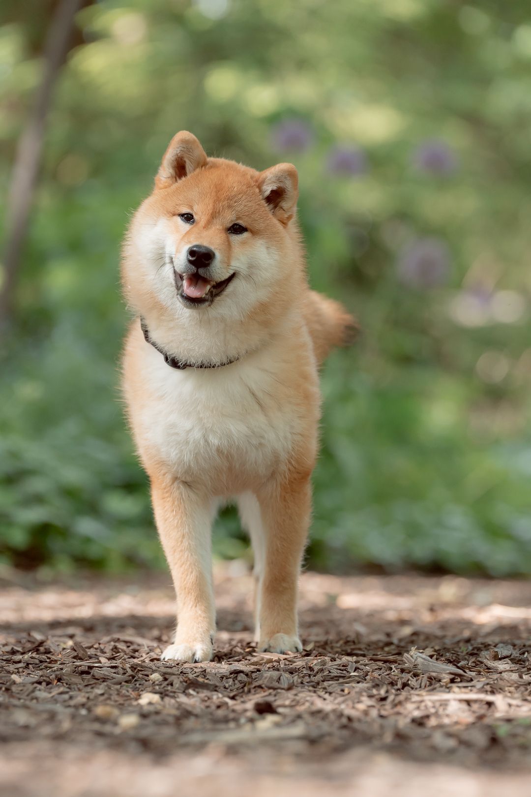 Photo animalière