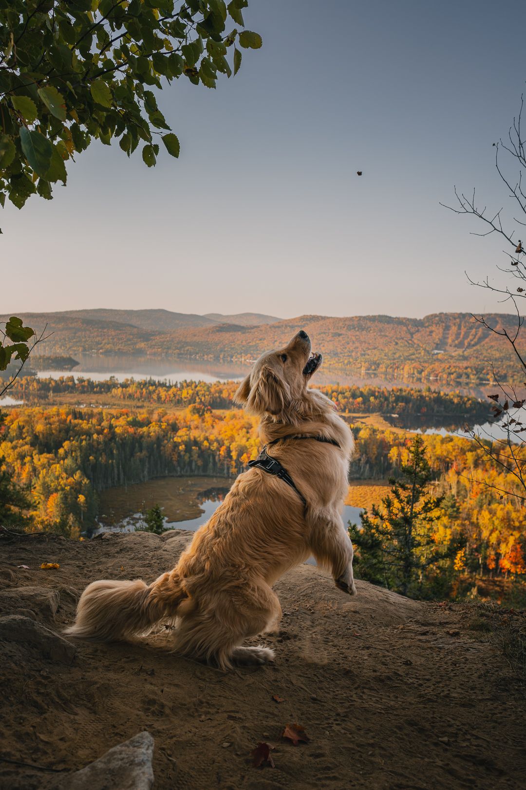 Photo animalière