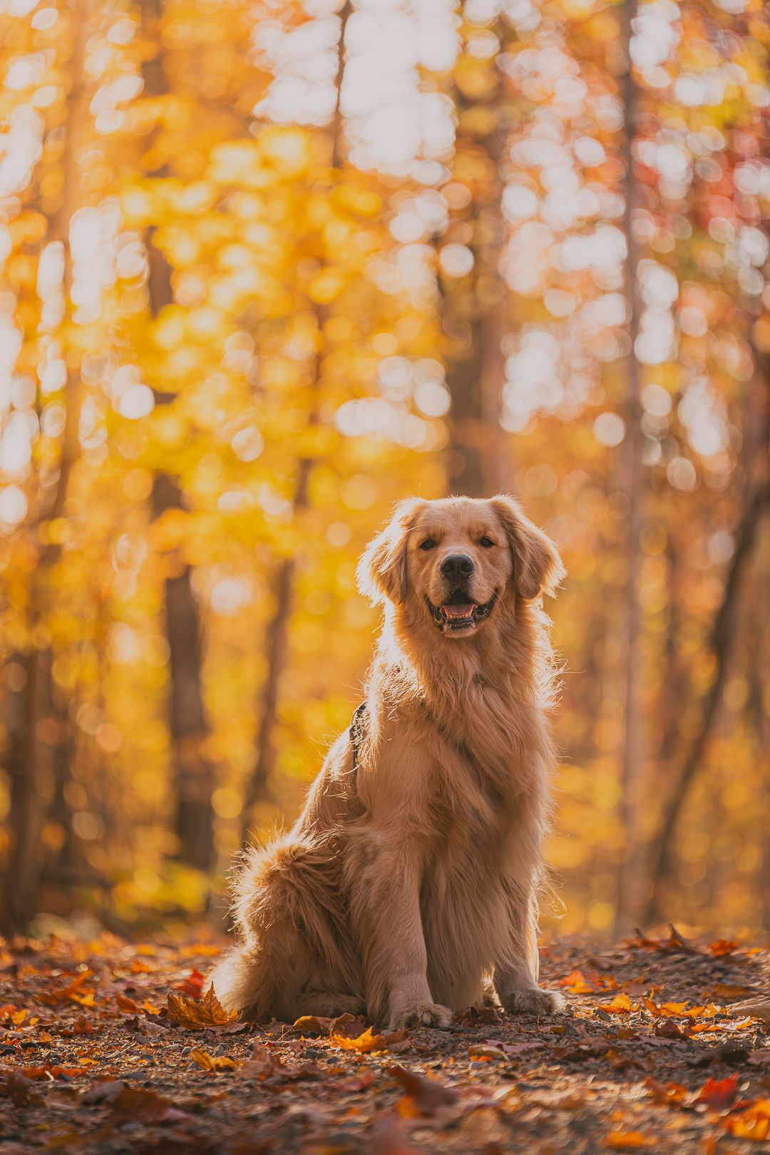 Photo animalière