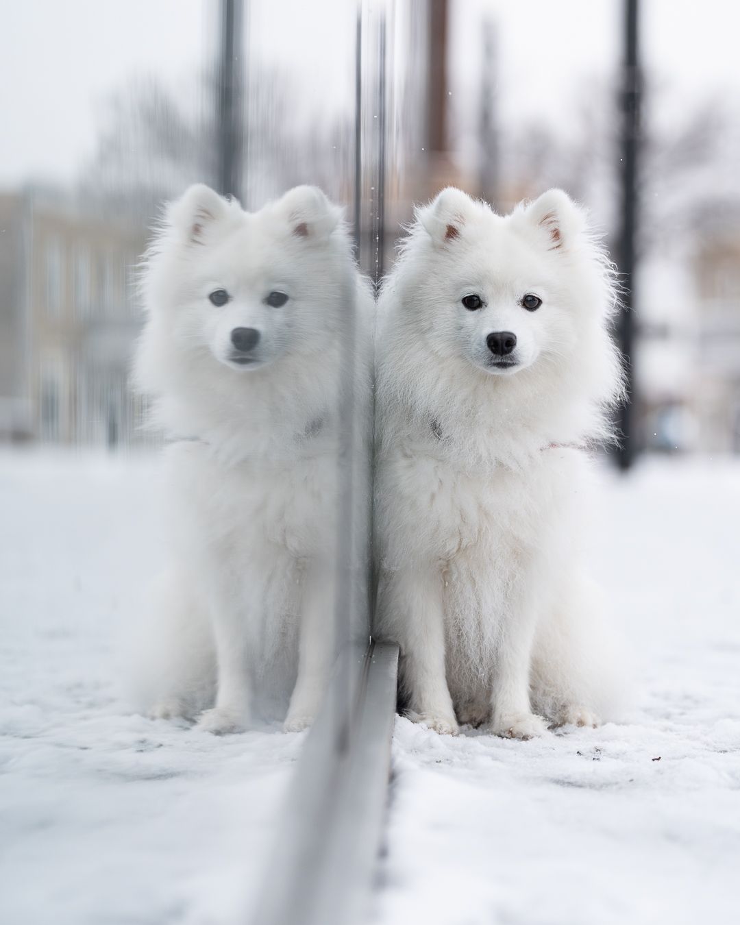 Photo animalière