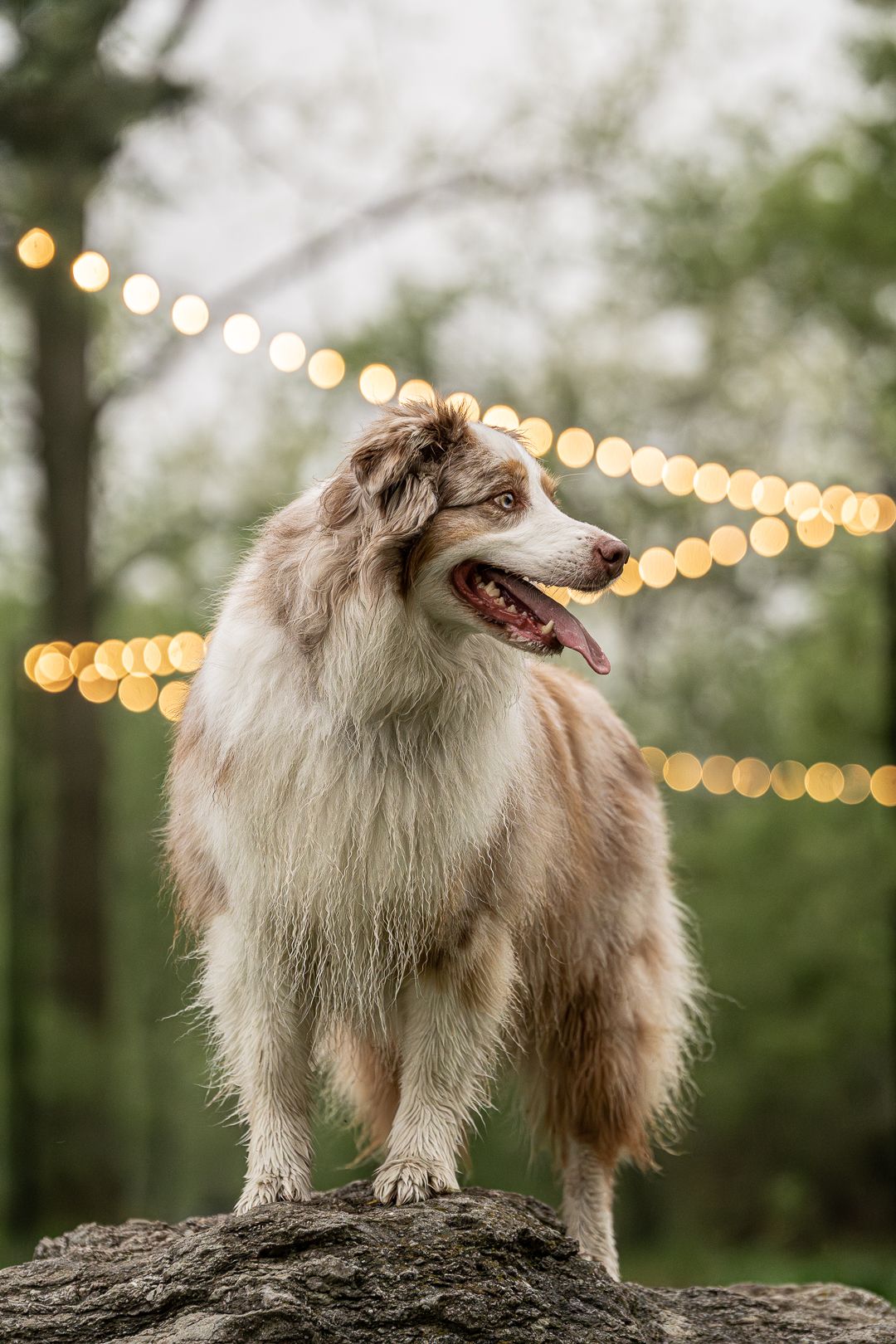 Photo animalière