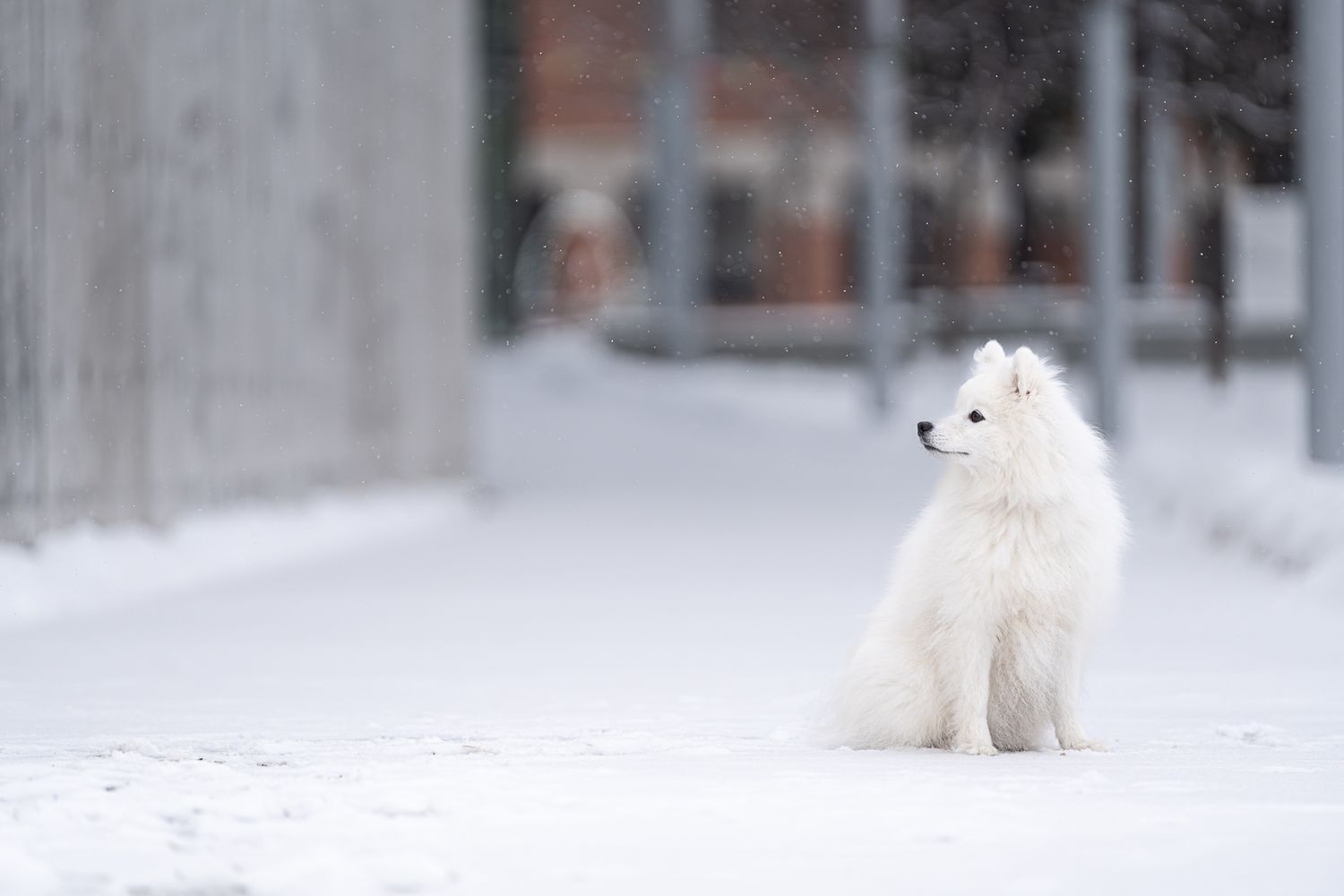 Photo animalière