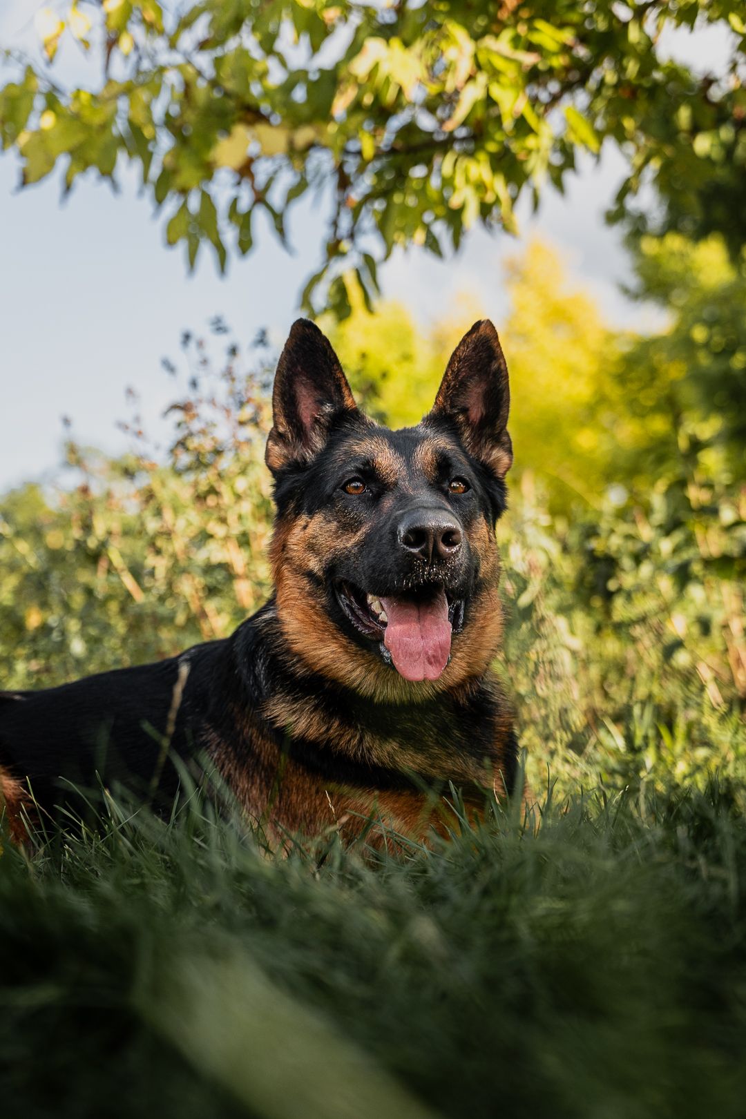 Photo animalière