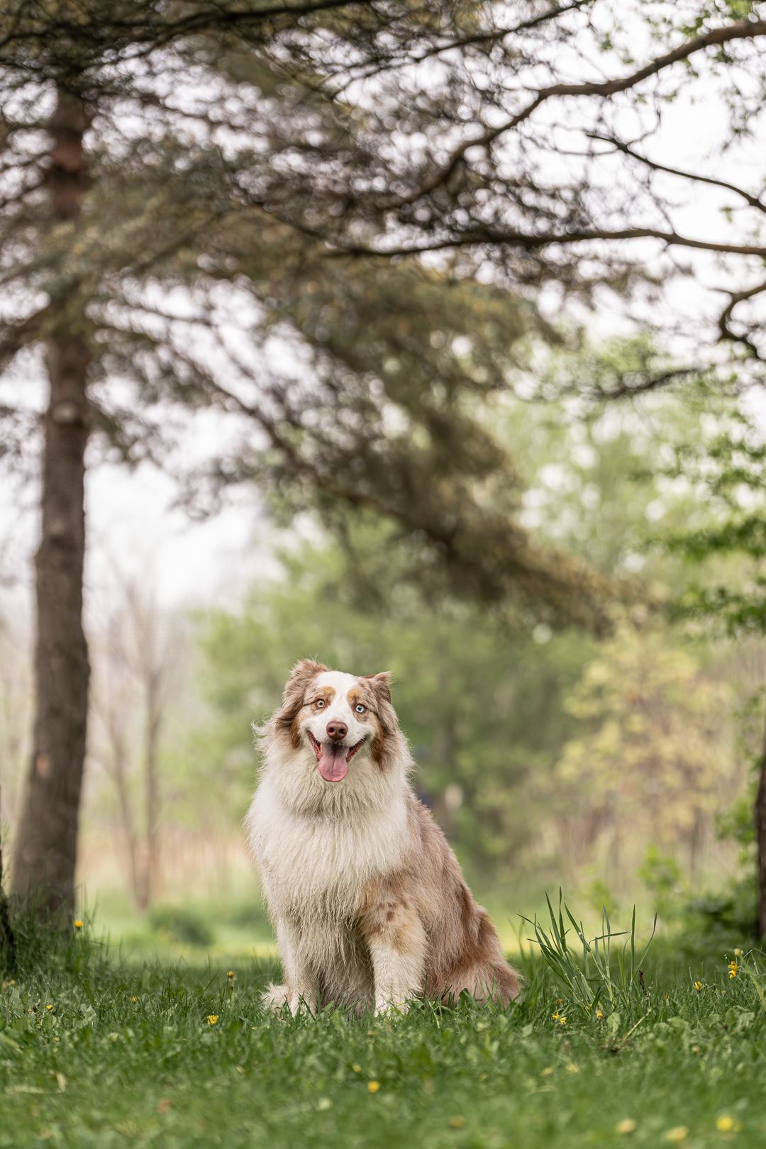 Photo animalière