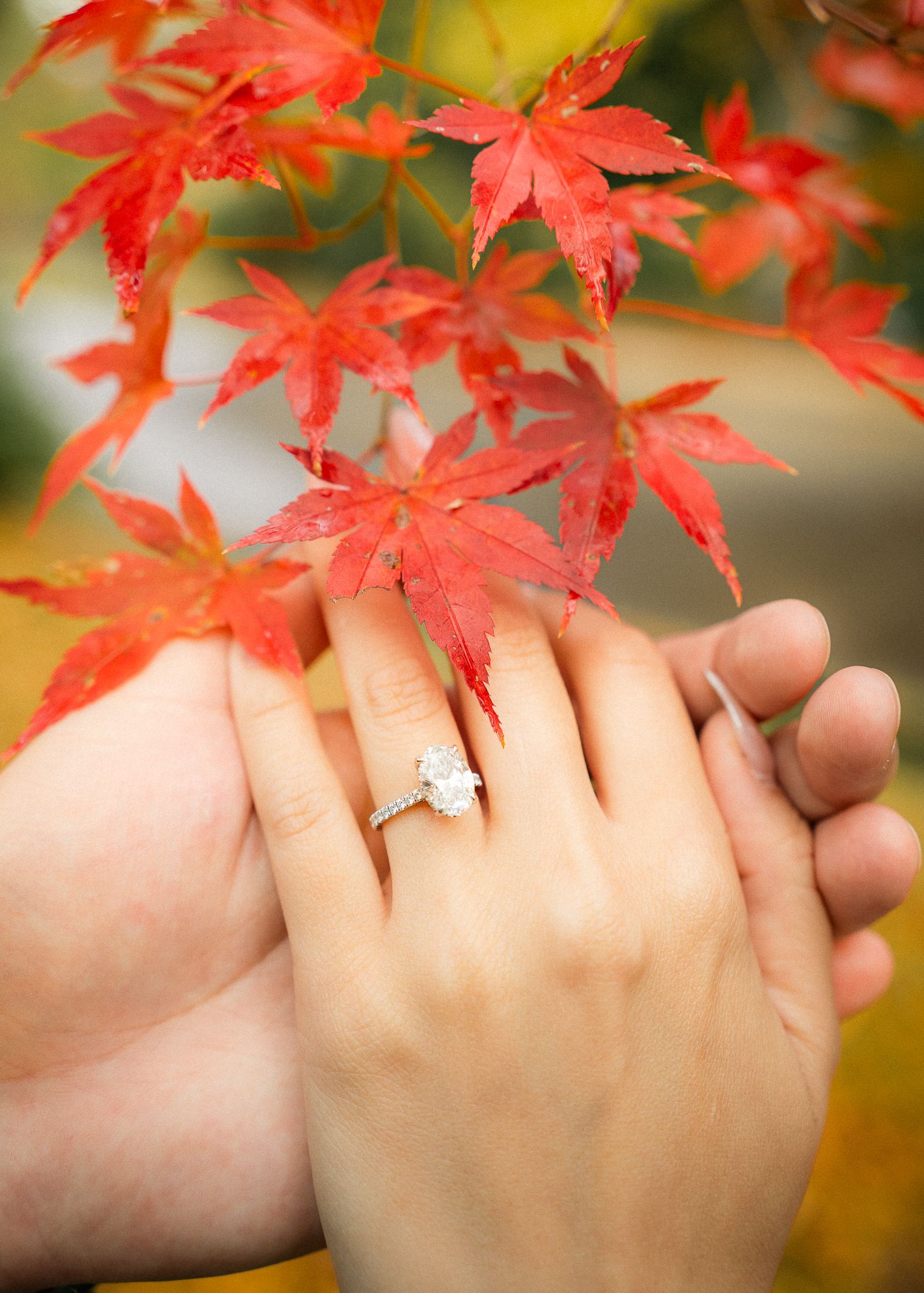 portrait,wedding photographer, surprise proposal , family portrait