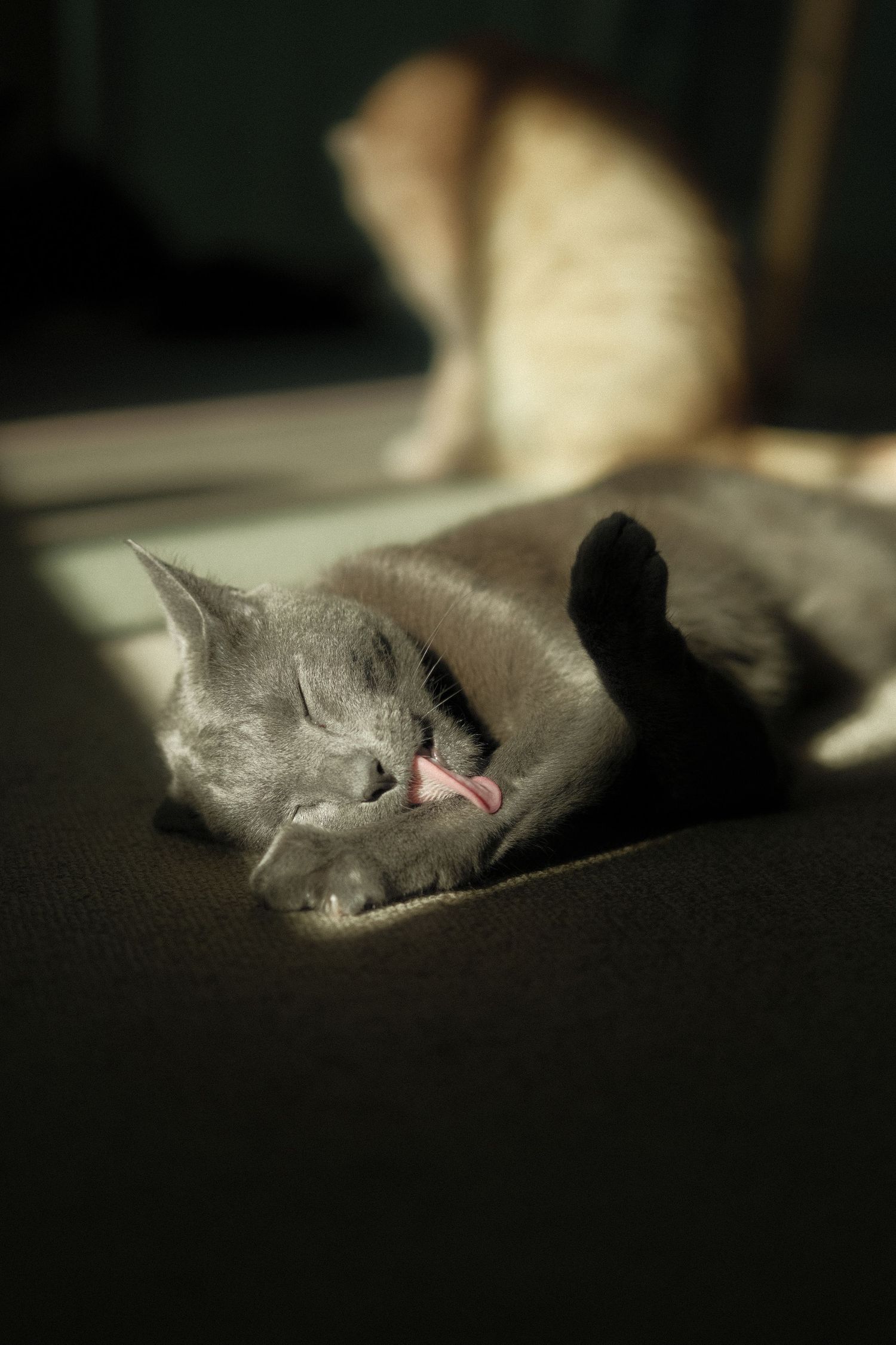cat portrait, candid cat photo, pet lifestyle, cozy vibes, natural photography, cat photography, playful kitten, natural light, pet portrait