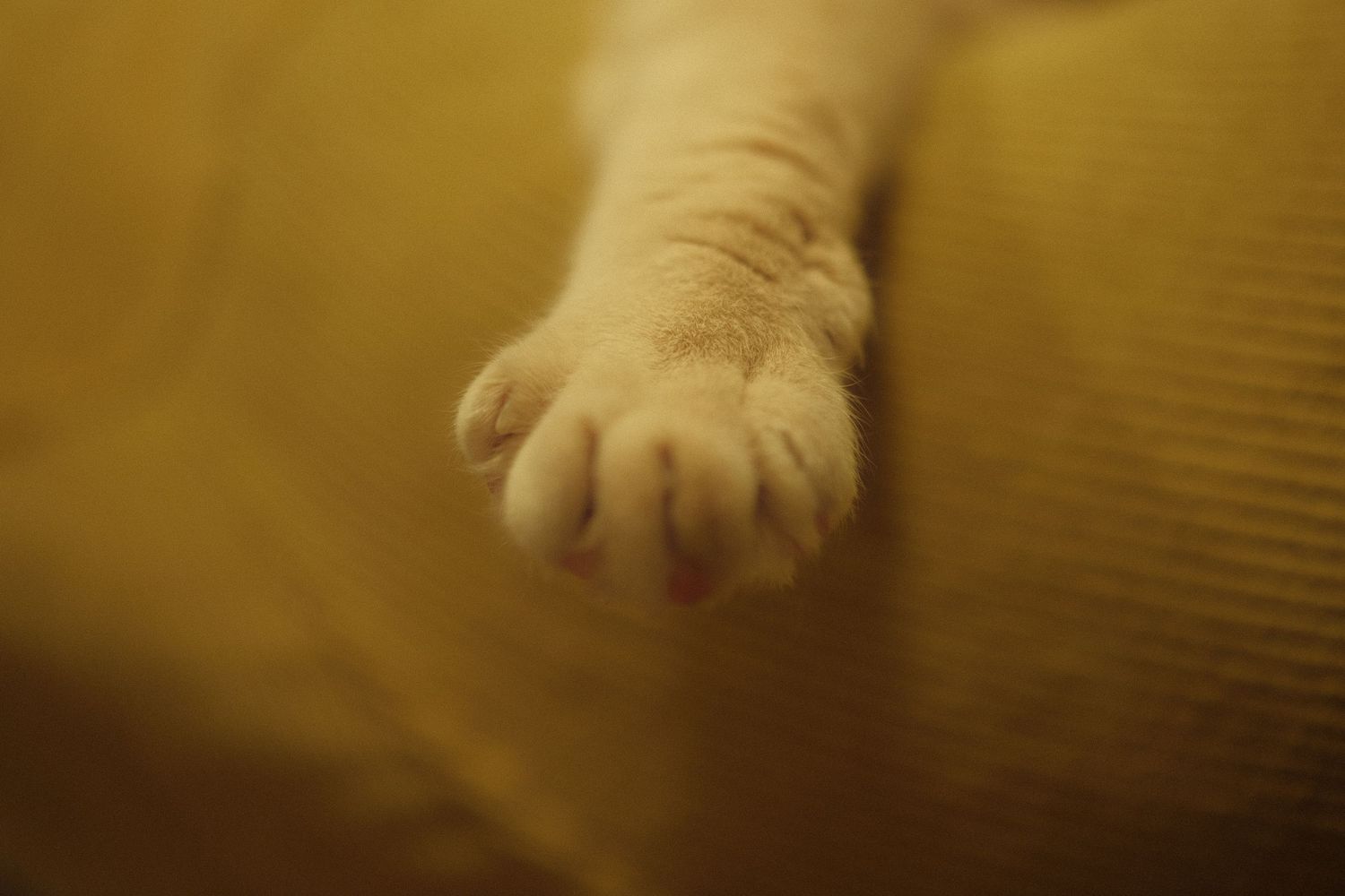 cat portrait, paw, pet lifestyle, cozy vibes, natural photography, cat photography, playful kitten, natural light, pet portrait