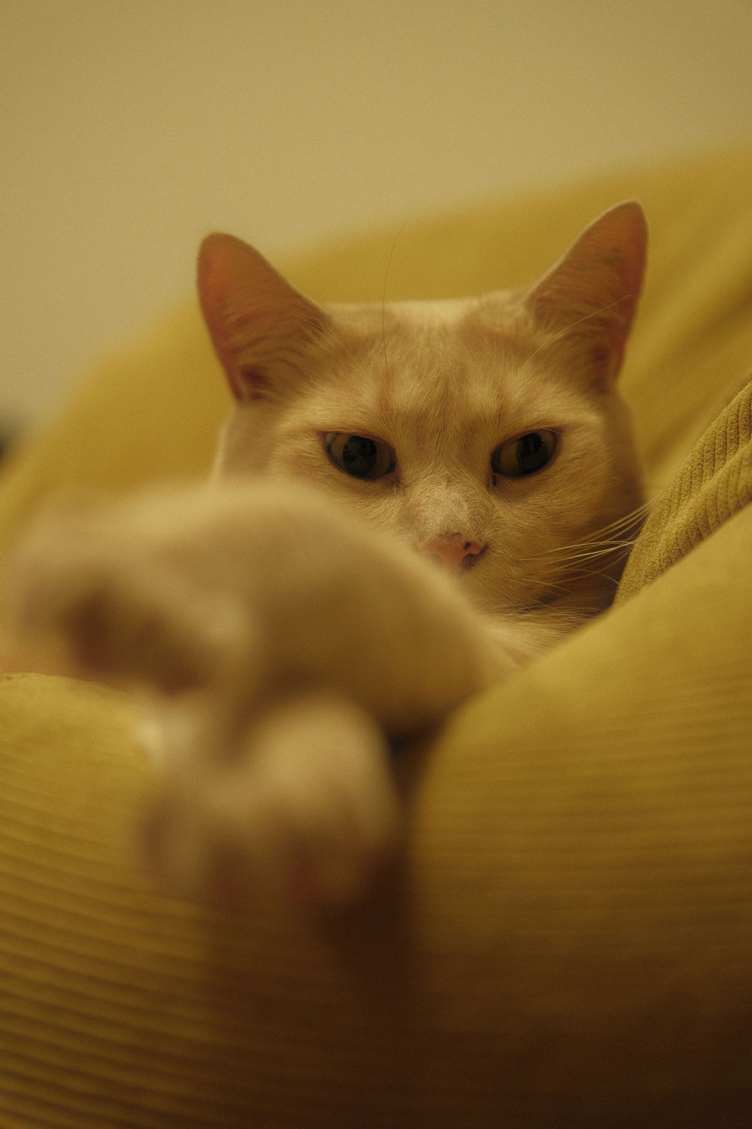 cat portrait, candid cat photo, pet lifestyle, cozy vibes, natural photography, cat photography, playful kitten, natural light, pet portrait