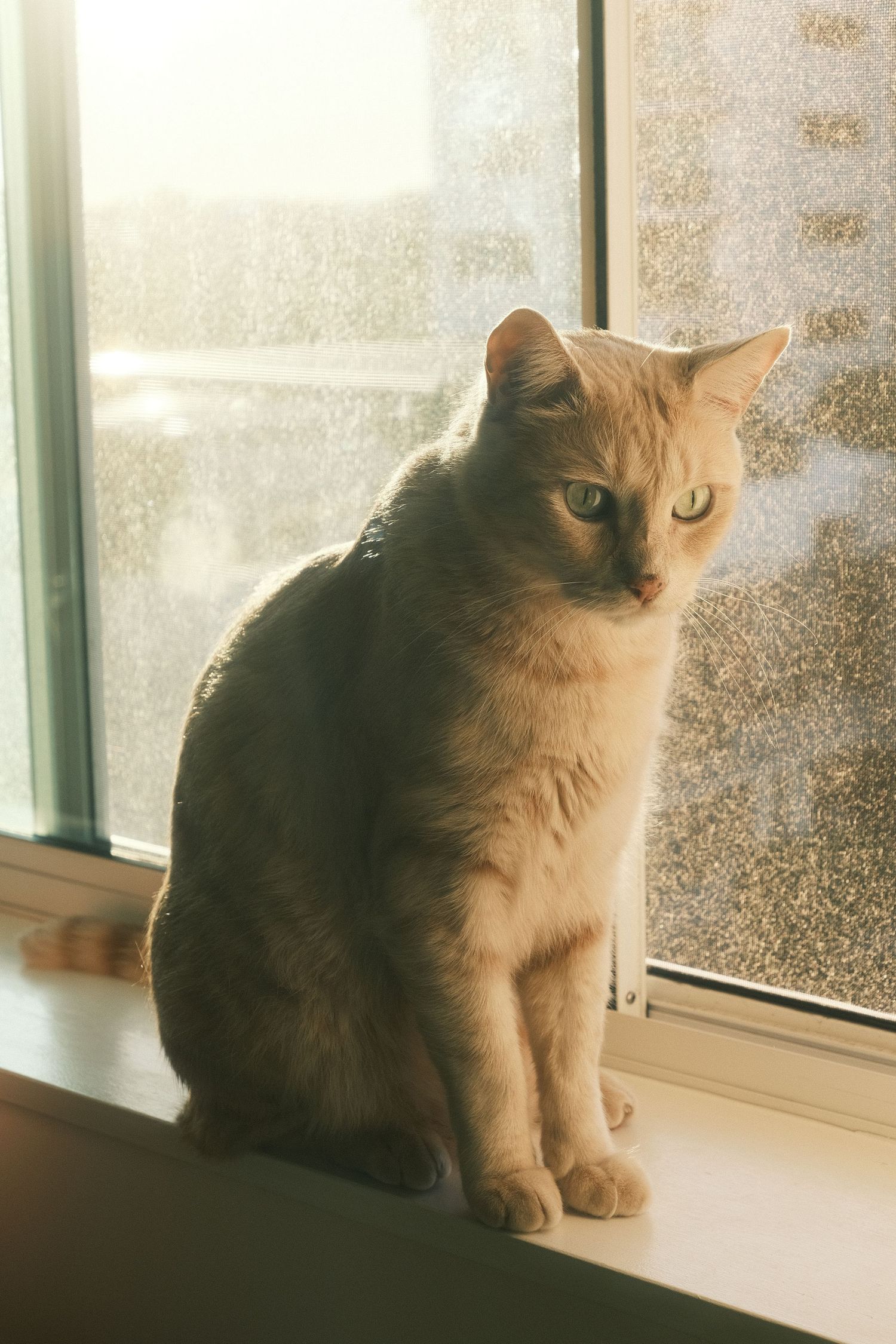 cat portrait, paw, pet lifestyle, cozy vibes, natural photography, cat photography, playful kitten, natural light, pet portrait