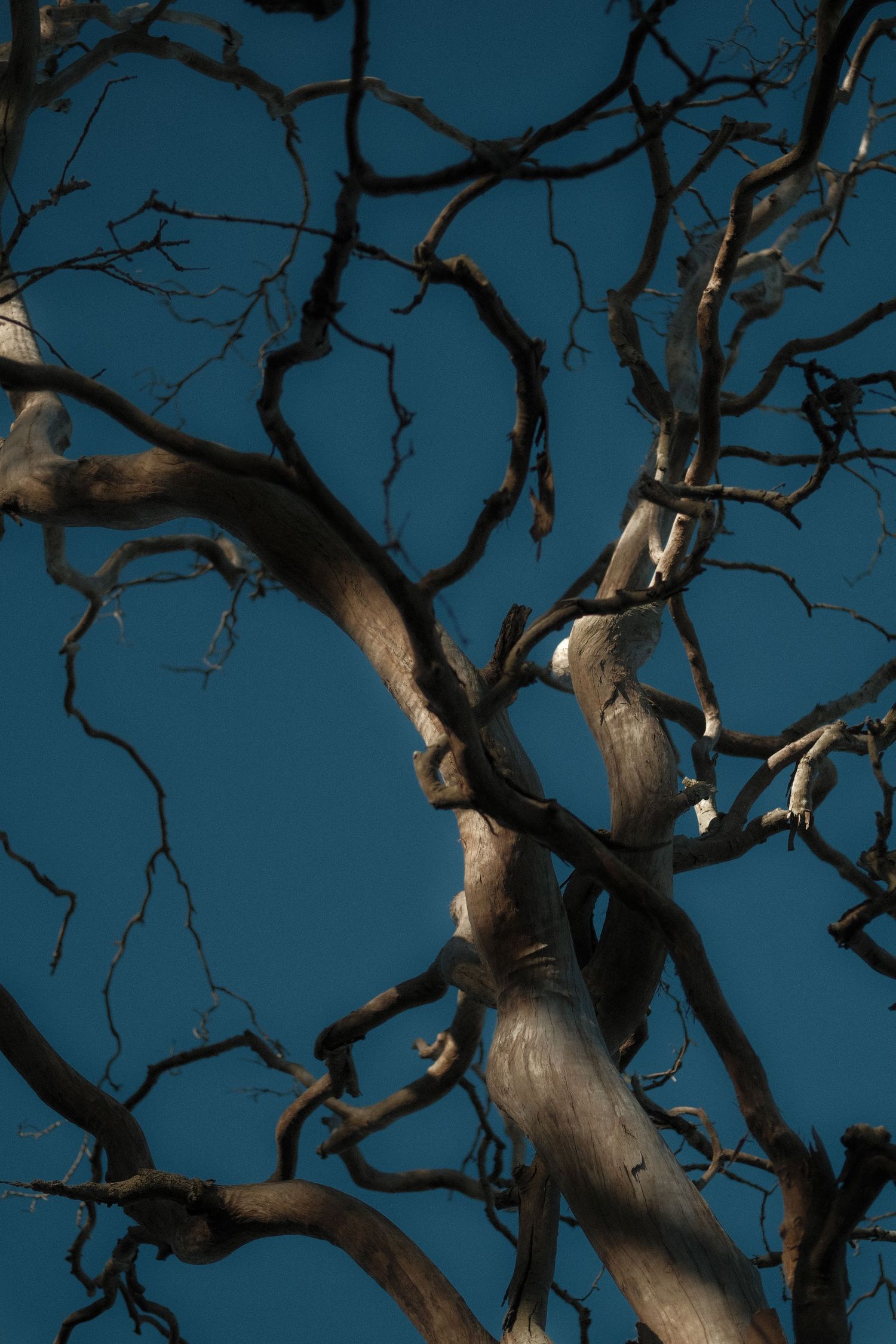 tree, life tree, photography, minimalist, land scape, objects, natural, minimalist, light and shadow, aesthetic vibes