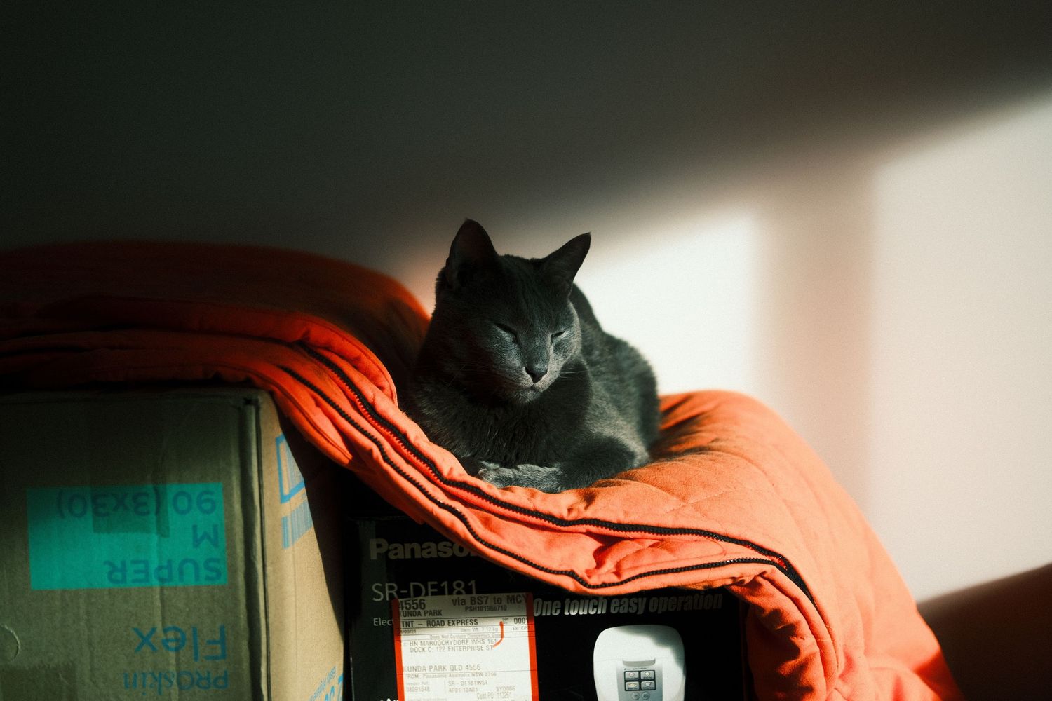 cat portrait, candid cat photo, pet lifestyle, cozy vibes, natural photography, cat photography, playful kitten, natural light, pet portrait