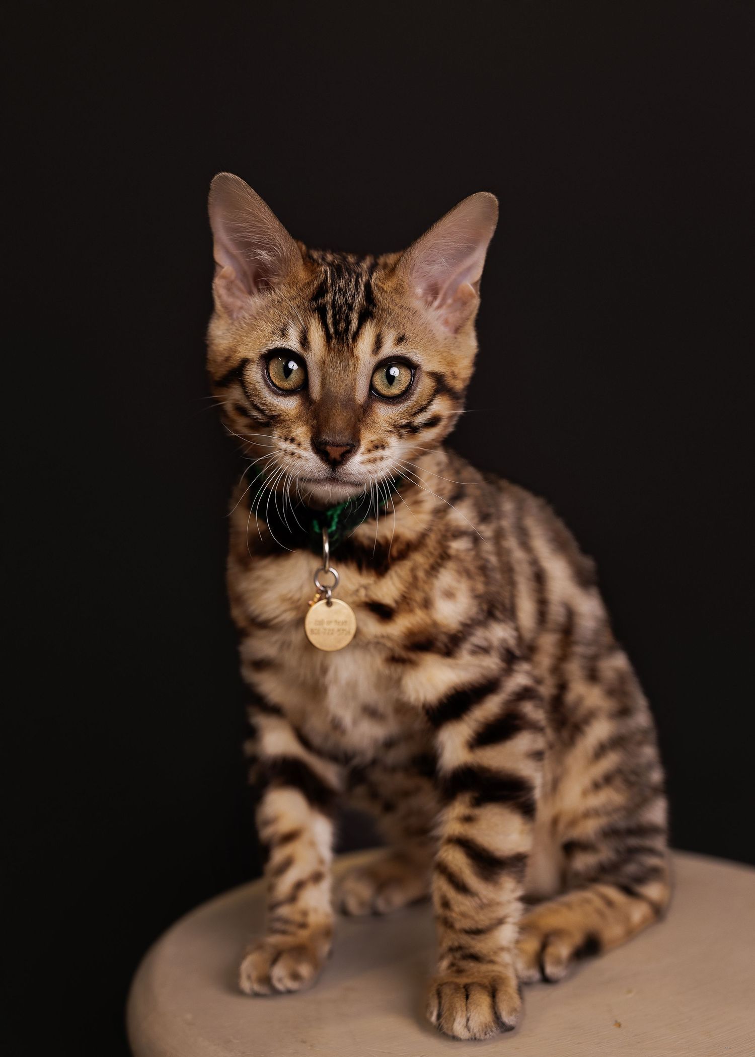 Bengal cat with striking markings and green collar sits alertly against black background.