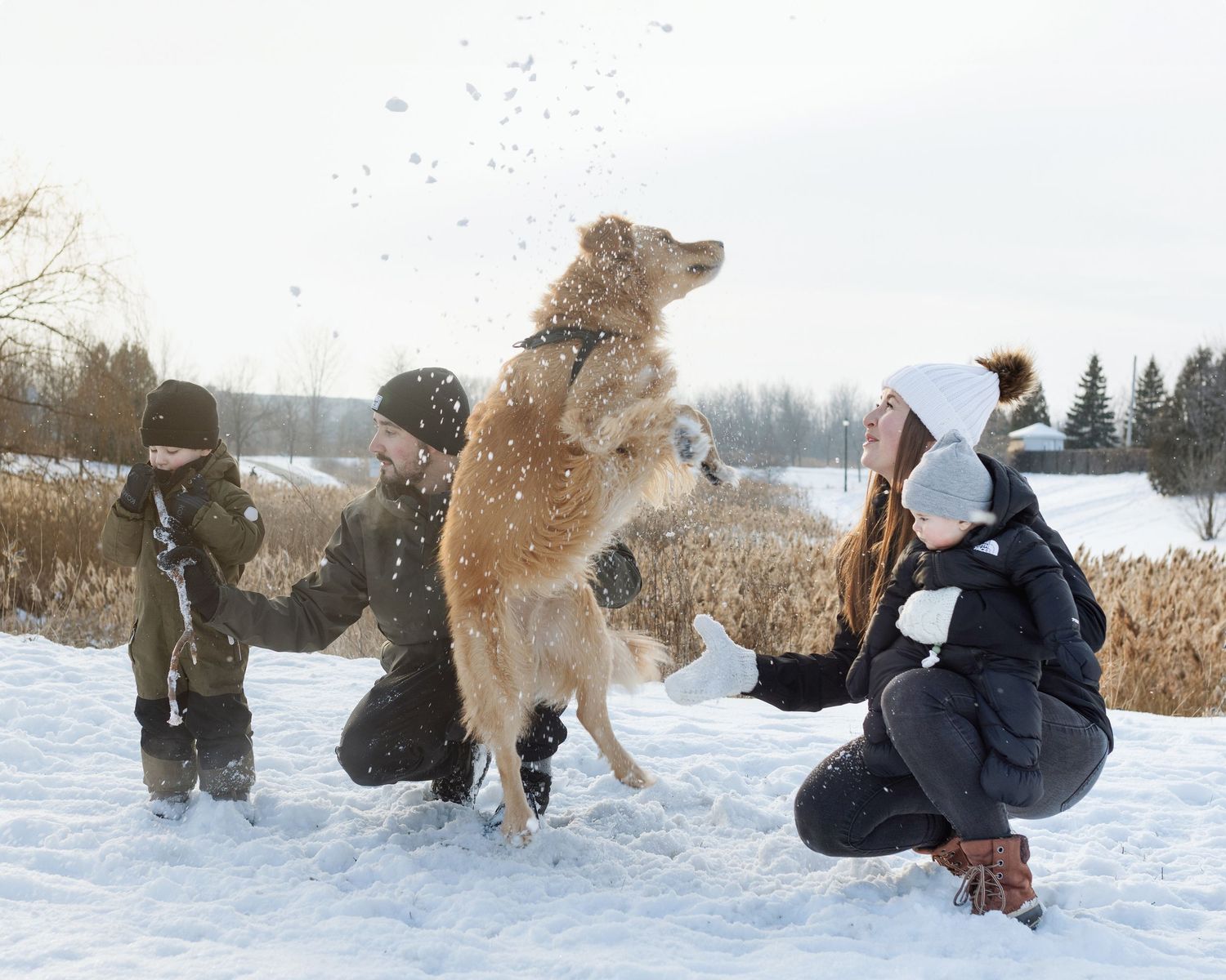 A playful golden retriever tackles someone into deep snow during a winter romp outdoors.