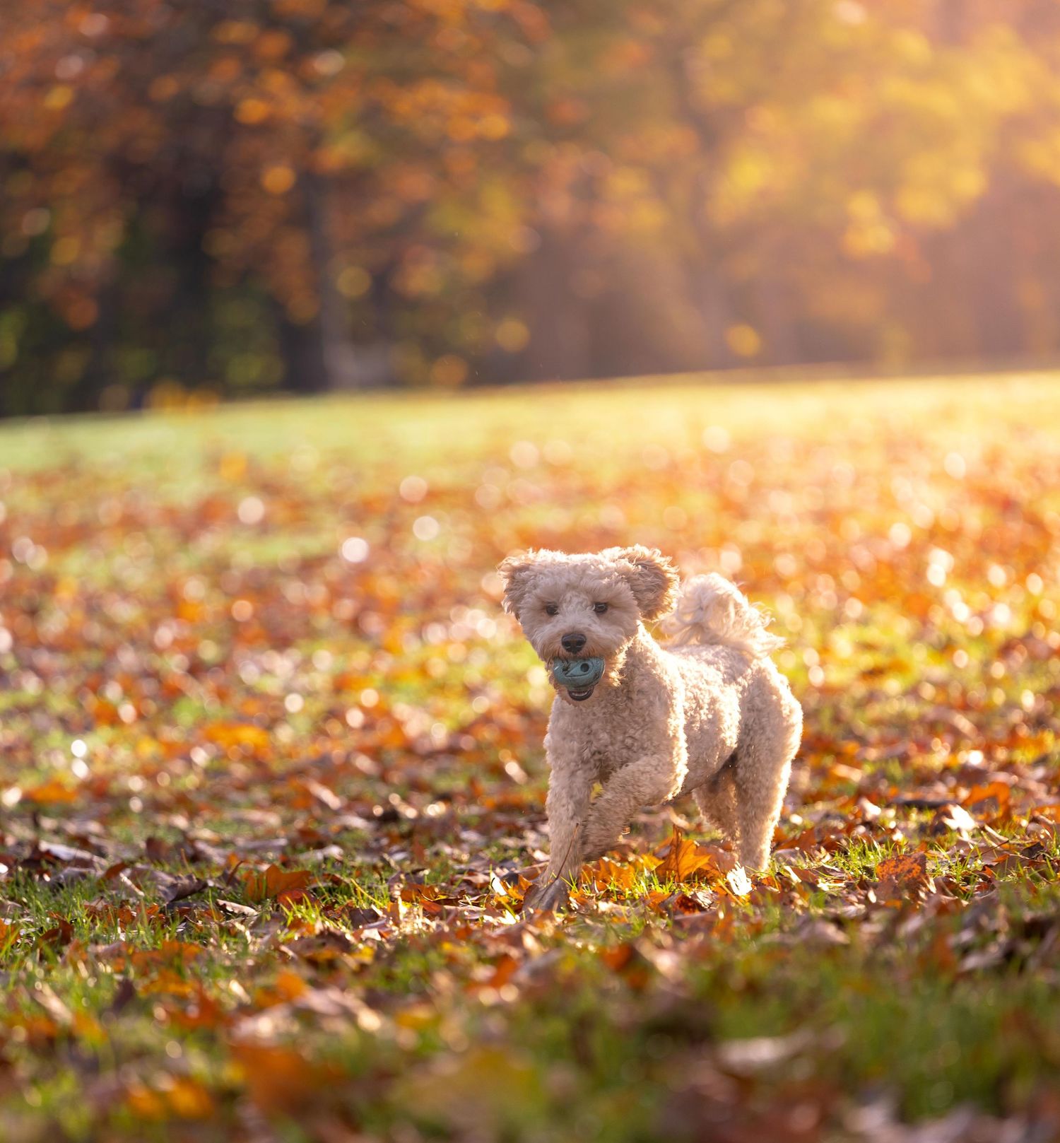A small fluffy dog runs through autumn leaves in a sunlit park carrying a ball.