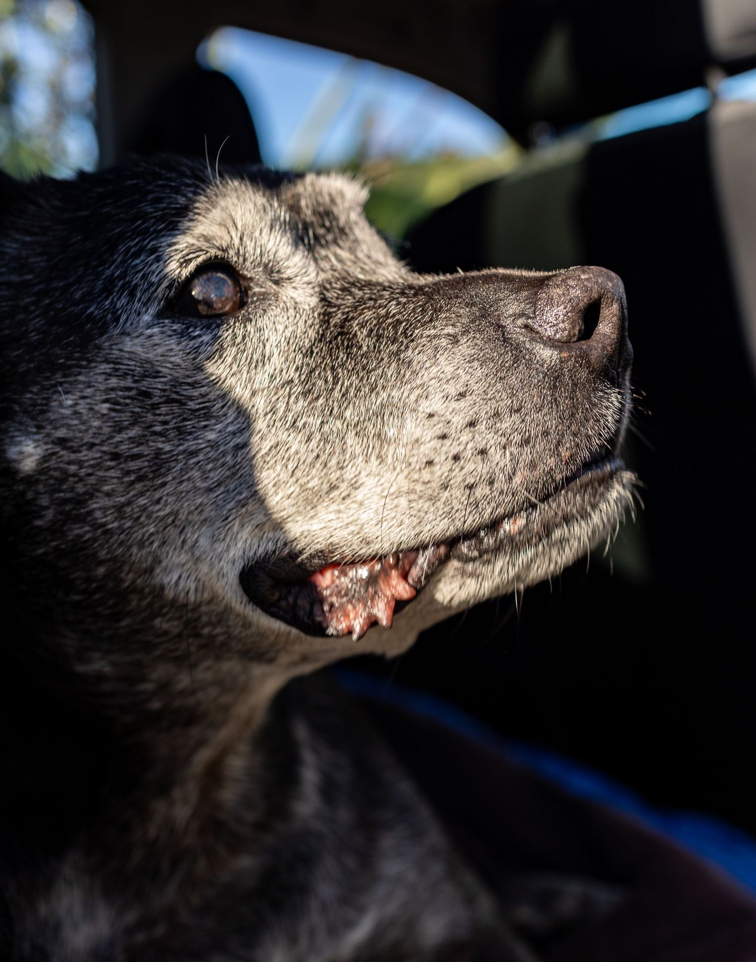 Close-up portrait of a senior black dog with graying muzzle sitting in a car window.