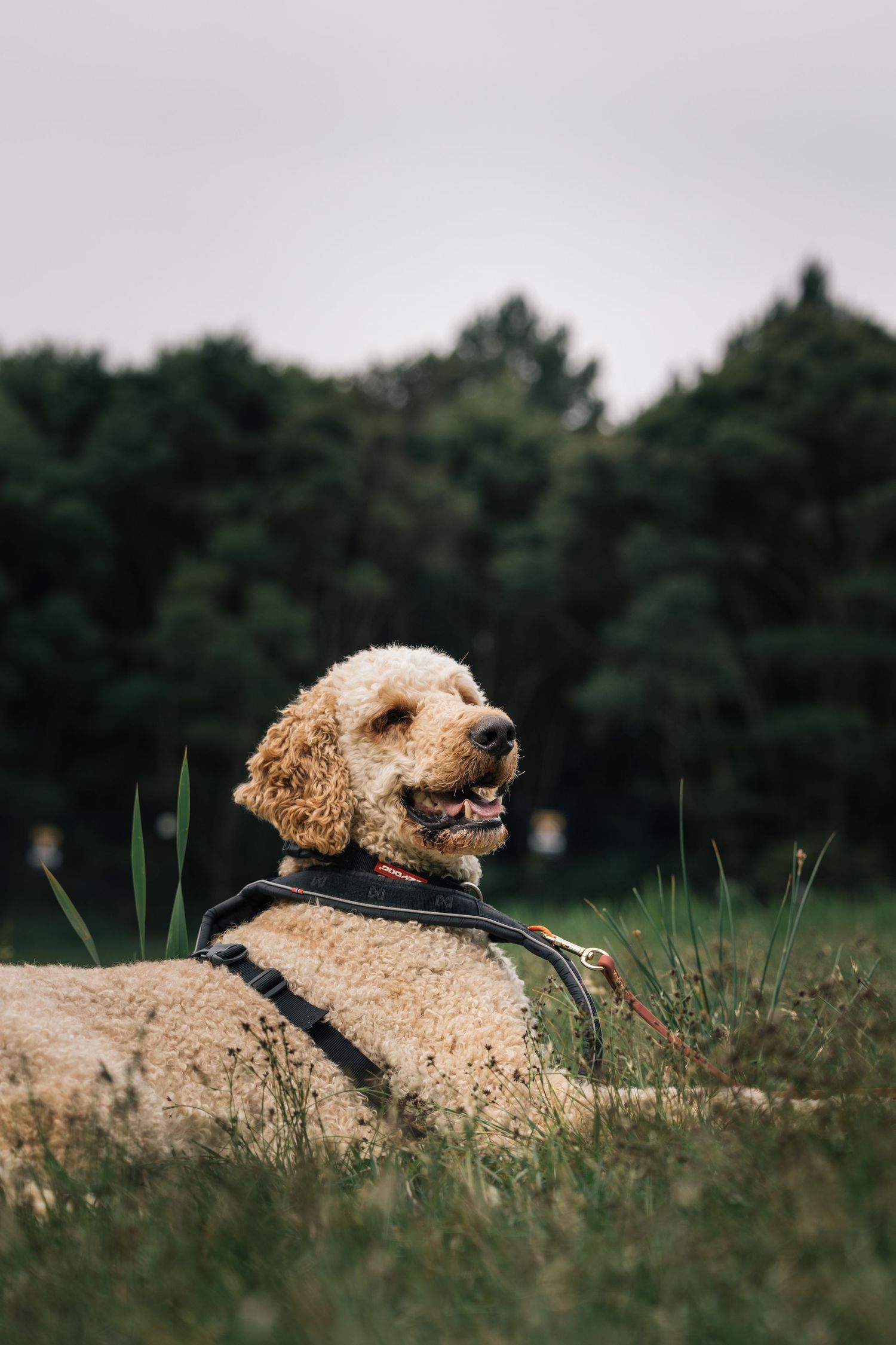 Golden labradoodle dog lying in green grass field wearing black harness with trees in background.