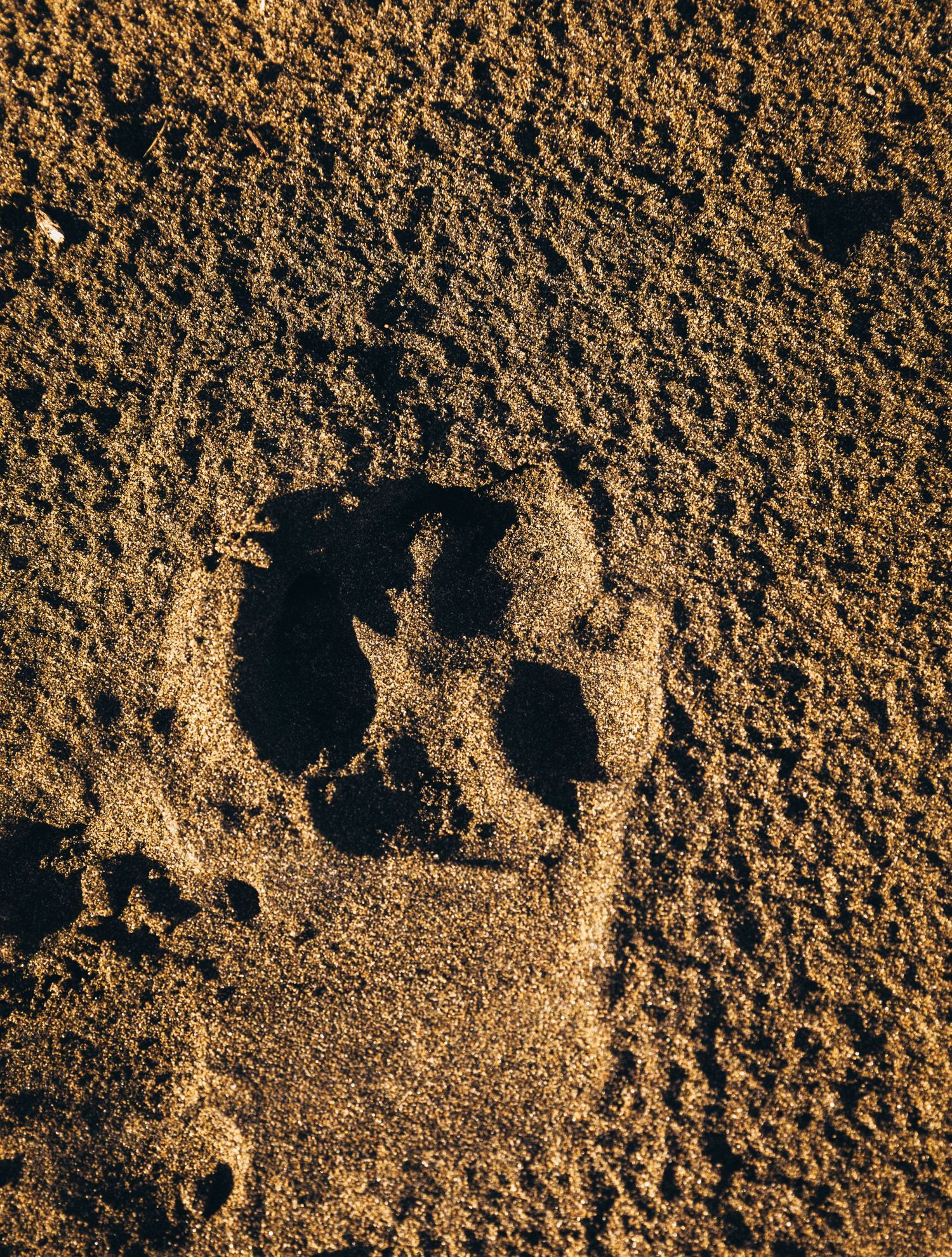 Close-up of a dog paw print pressed into golden brown sand in warm sunlight.