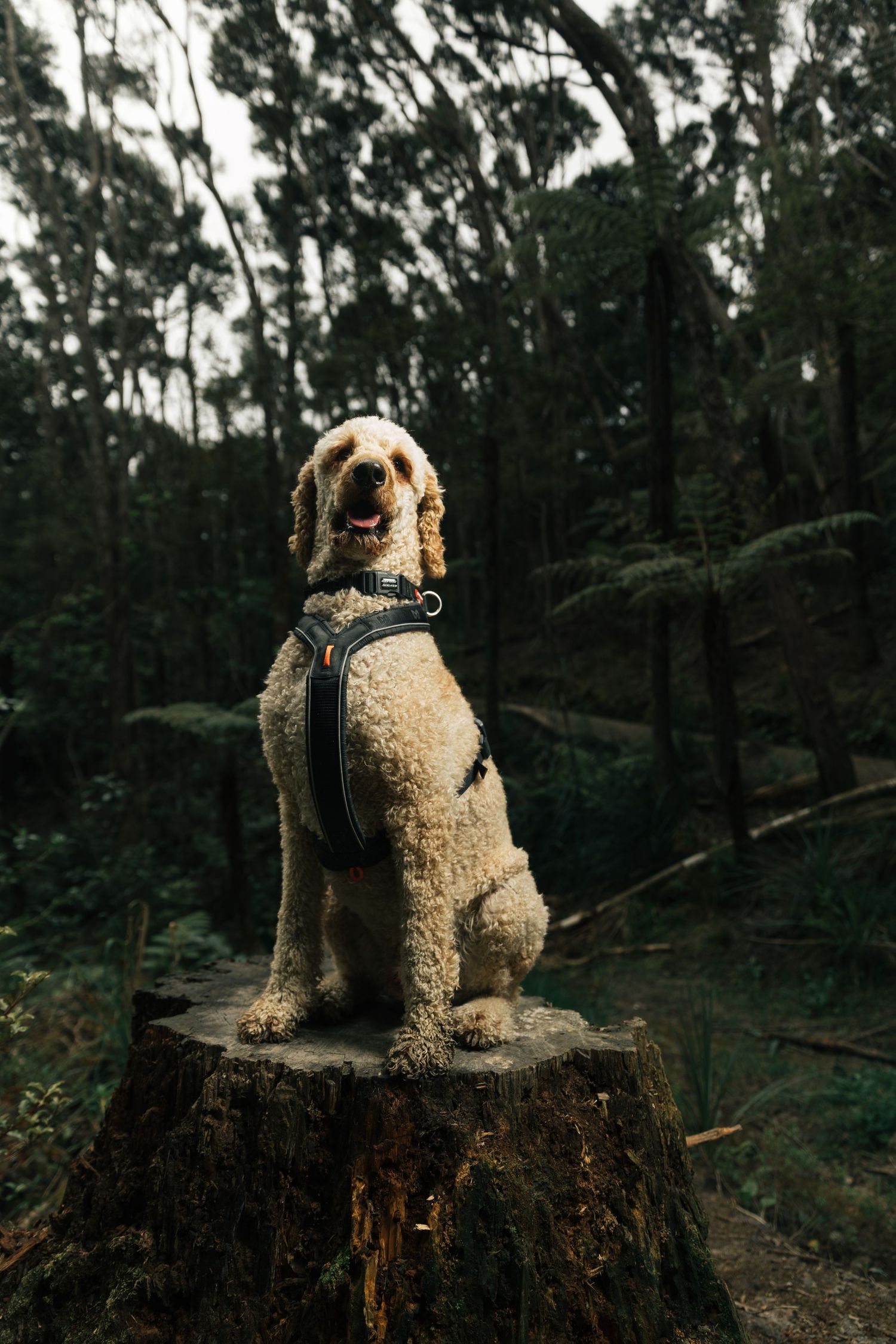 A fluffy golden Cockapoo dog wearing a harness sits on a tree stump in a lush green forest.