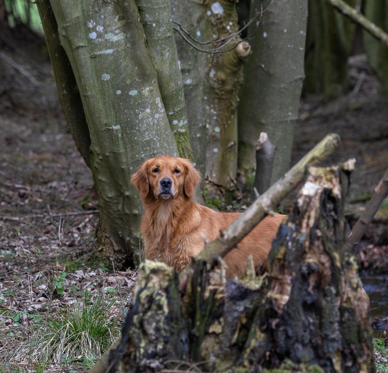 A golden retriever dog poses among trees and a fallen log in a woodland setting.