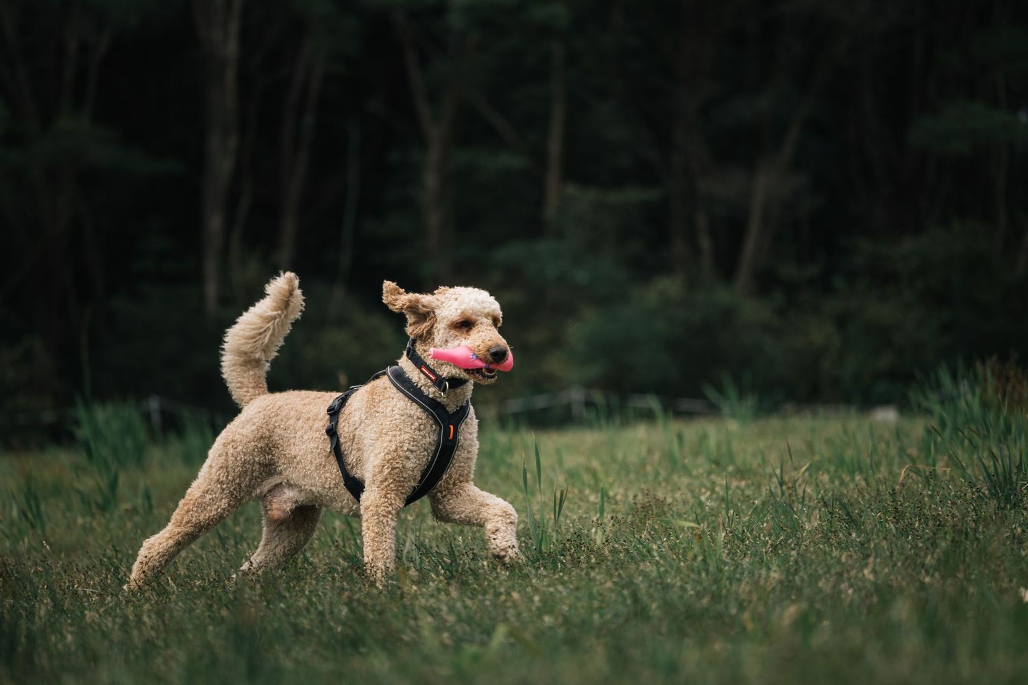 Golden labradoodle dog running through grass field carrying pink ball in mouth with forest behind.