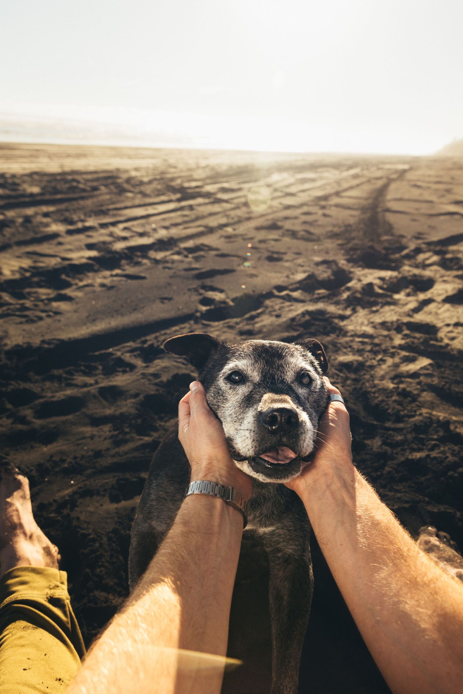 Mans hands cradle the face of a happy senior black dog on a sunlit sandy beach.