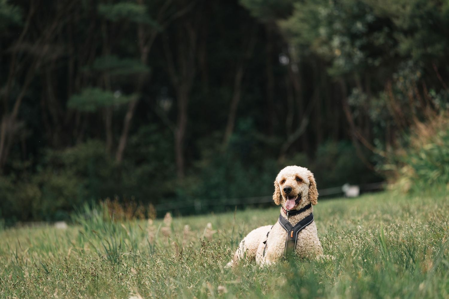 Golden labradoodle dog sitting alone in open grass field with dark green forest in background.