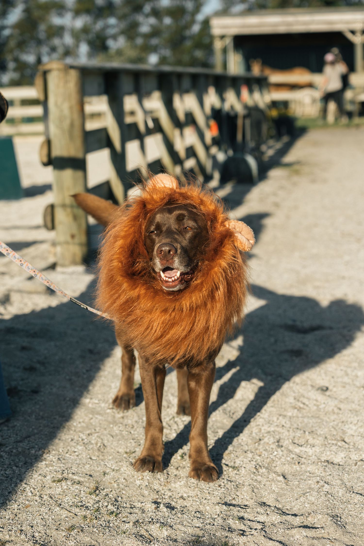 A large brown dog wearing a lion mane costume stands on a lead at a farm.