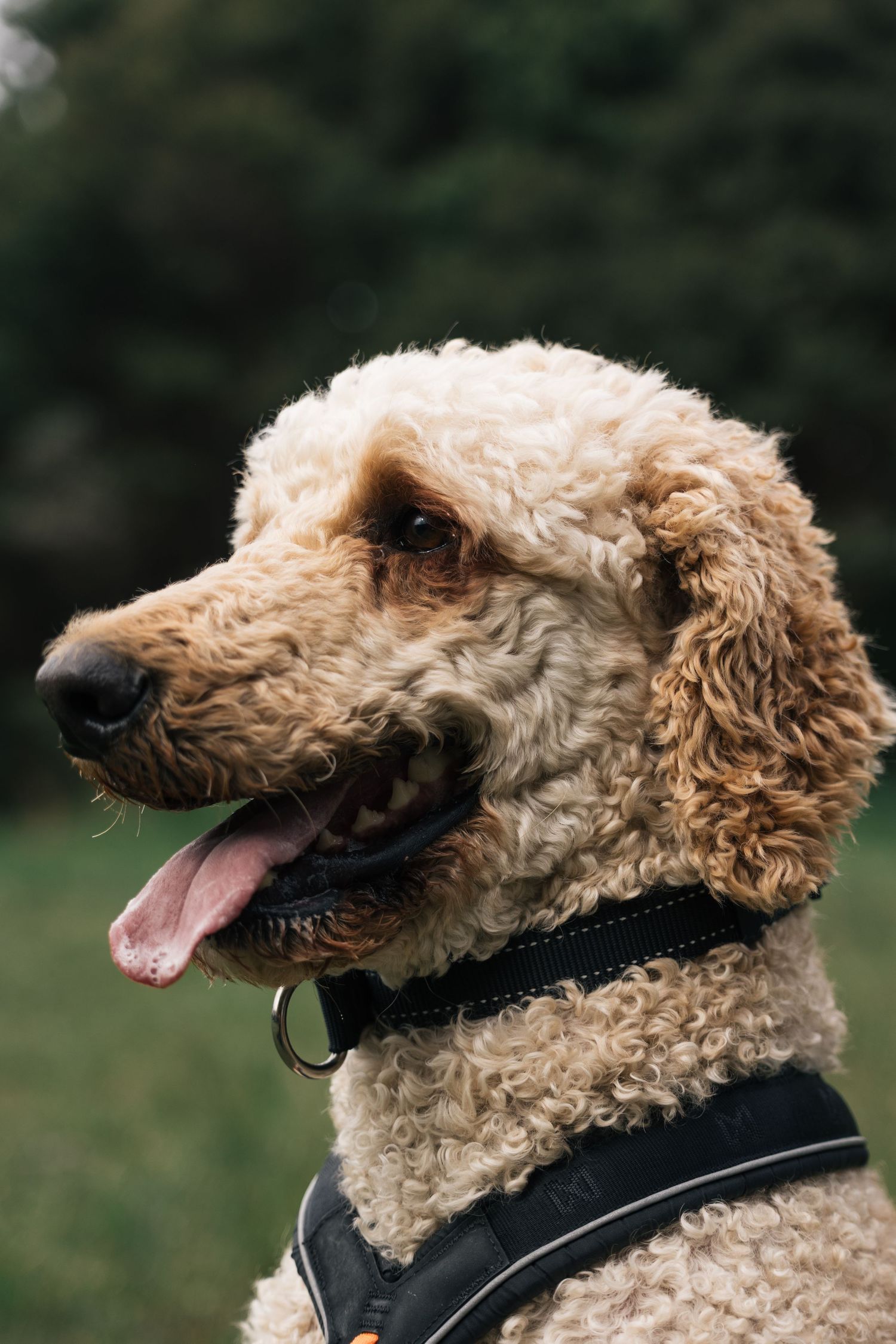 Close-up portrait of golden labradoodle dog with curly fur, black harness, and tongue out outdoors.